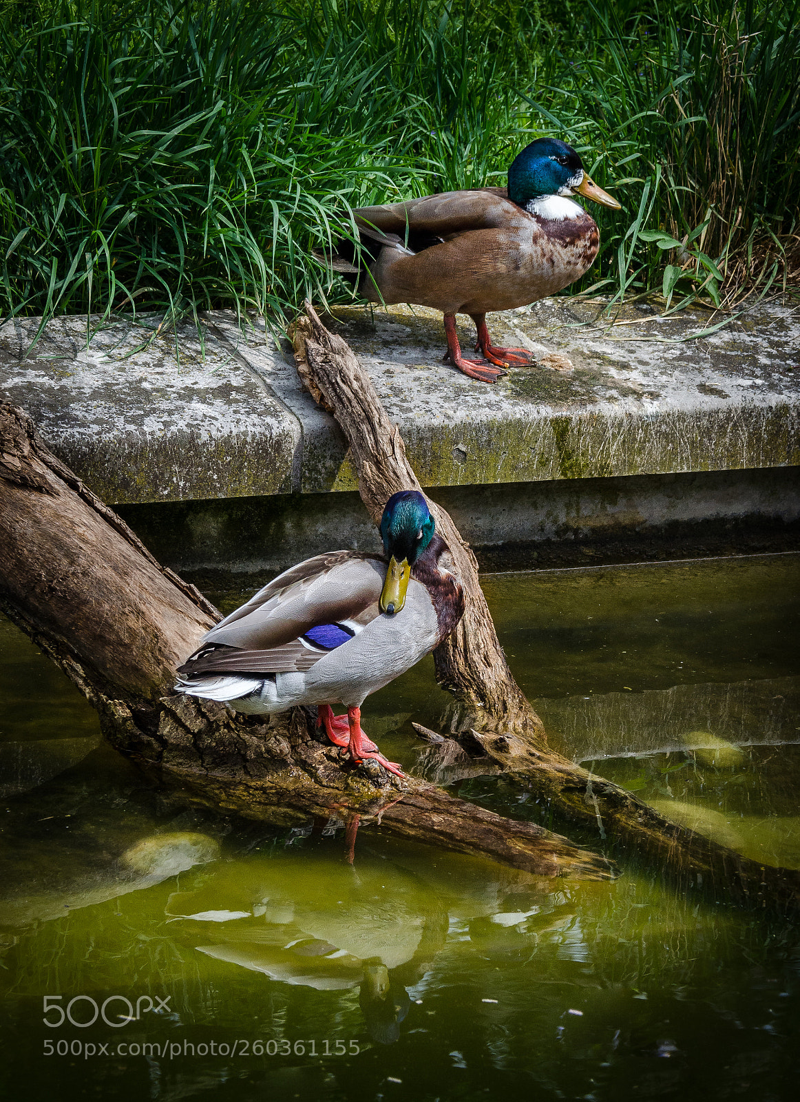 Nikon D5100 sample photo. Mallard duck photography
