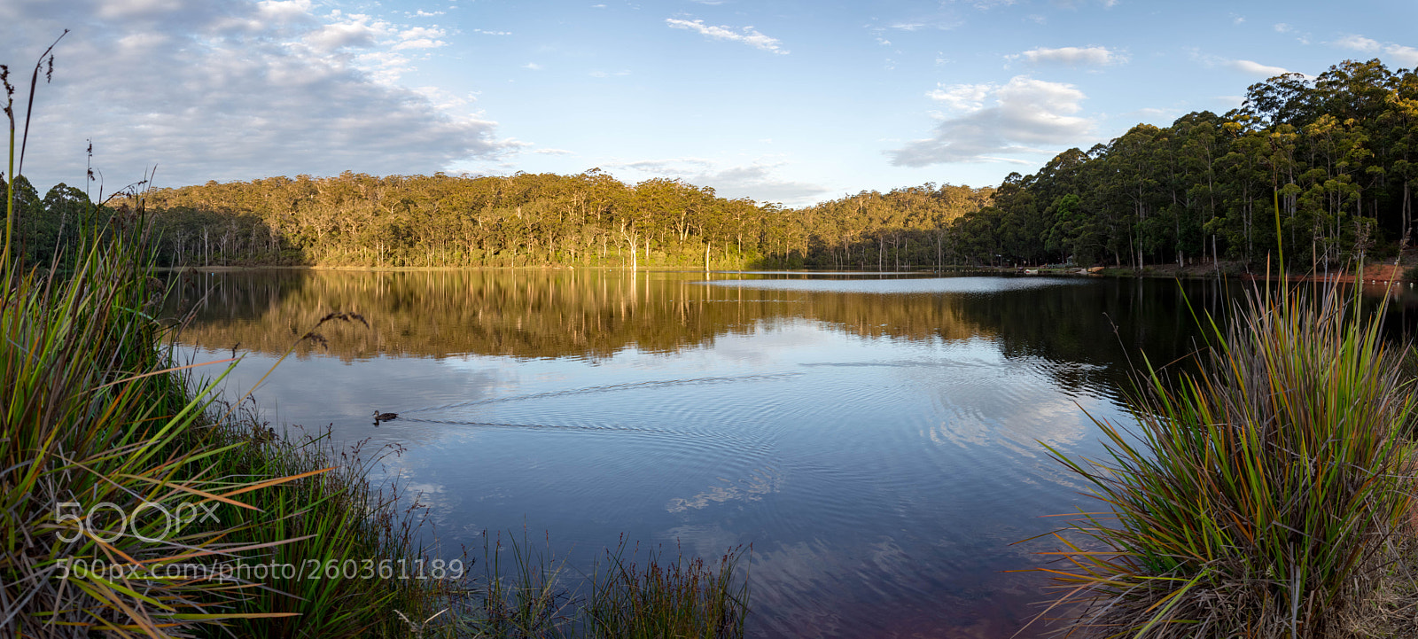 Nikon D3200 sample photo. Karri valley panorama photography