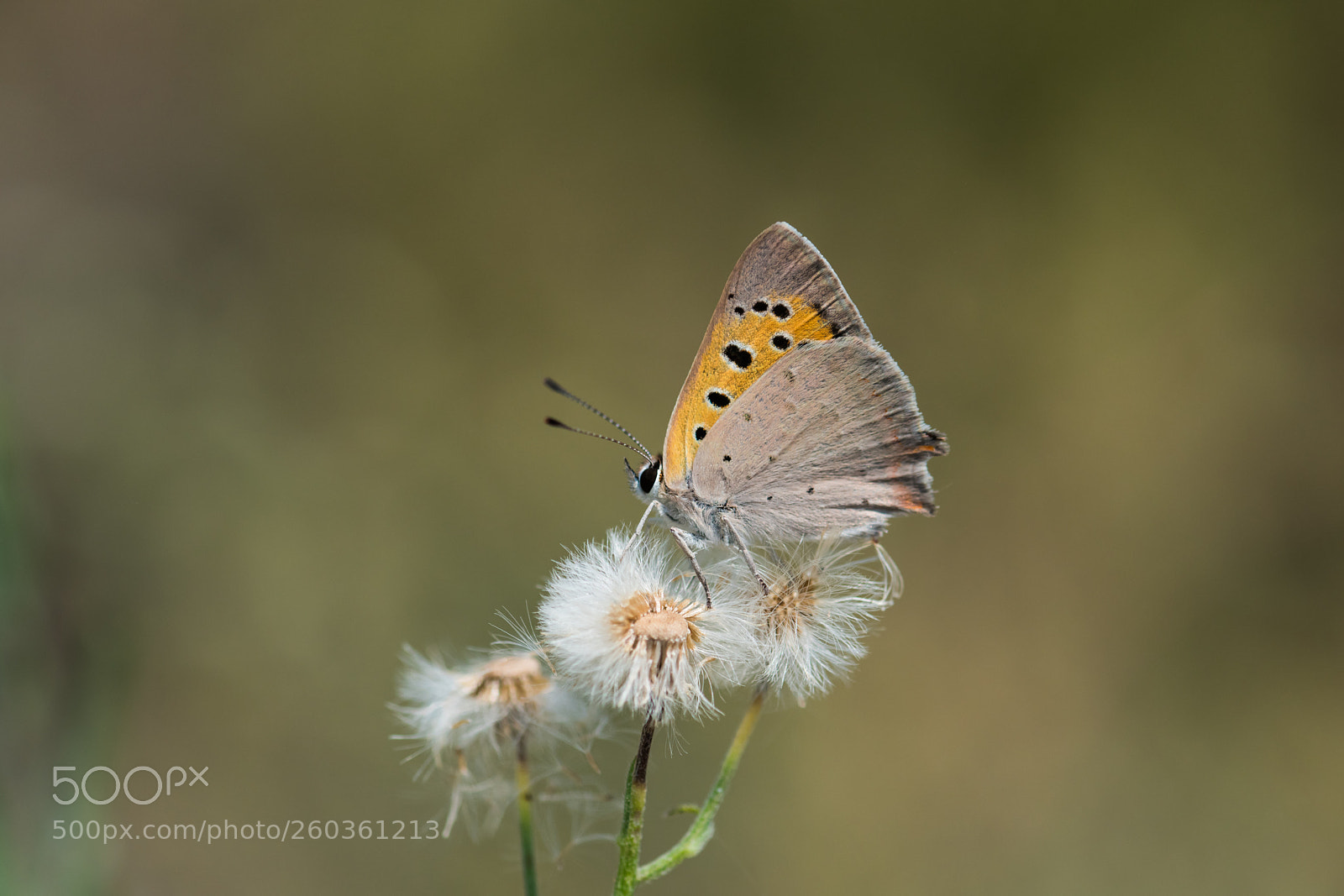 Nikon D810 sample photo. Small copper.. photography