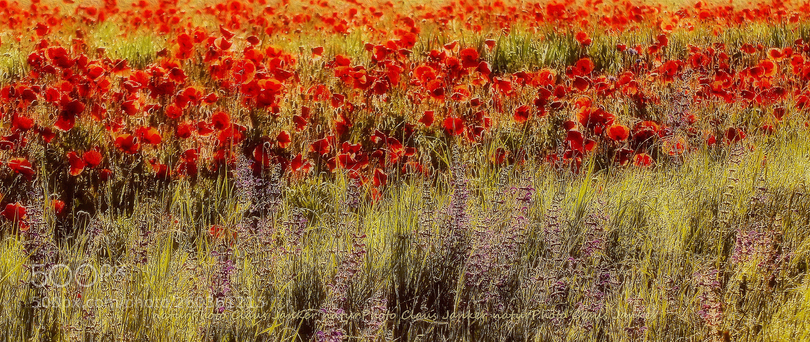 Canon EOS 70D sample photo. Sommerblumen photography