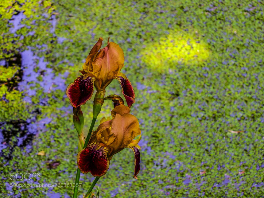 Fujifilm FinePix S1 sample photo. Baccara flower photography