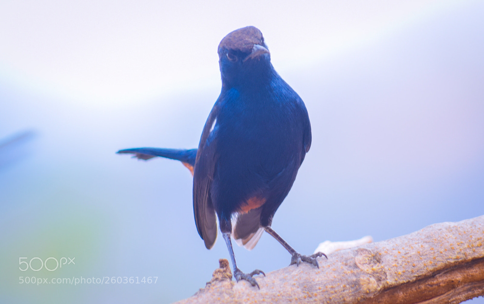 Nikon D5300 sample photo. Residents of valley- indian photography