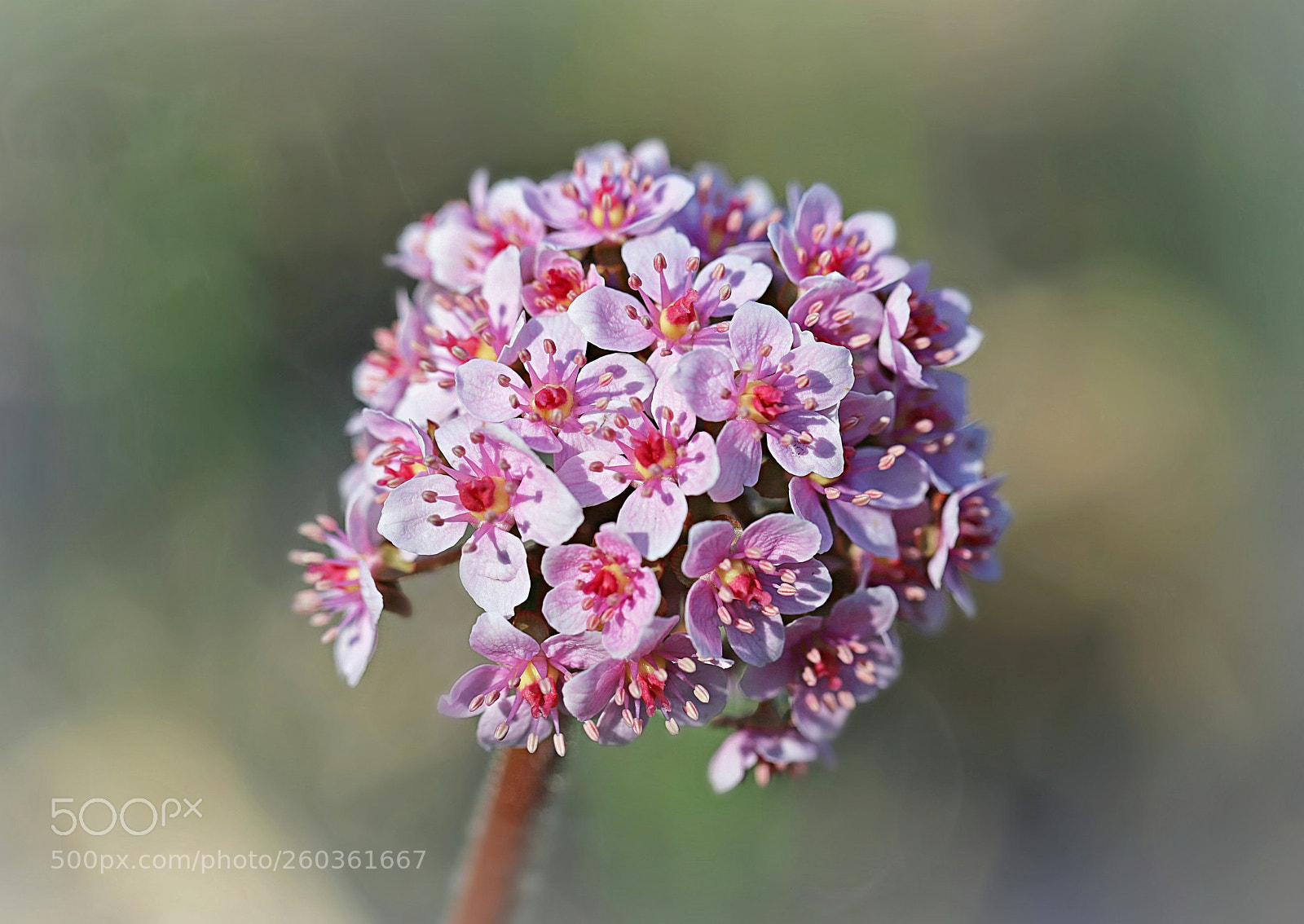 Canon EOS 6D Mark II sample photo. Darmera peltata or umbrella photography