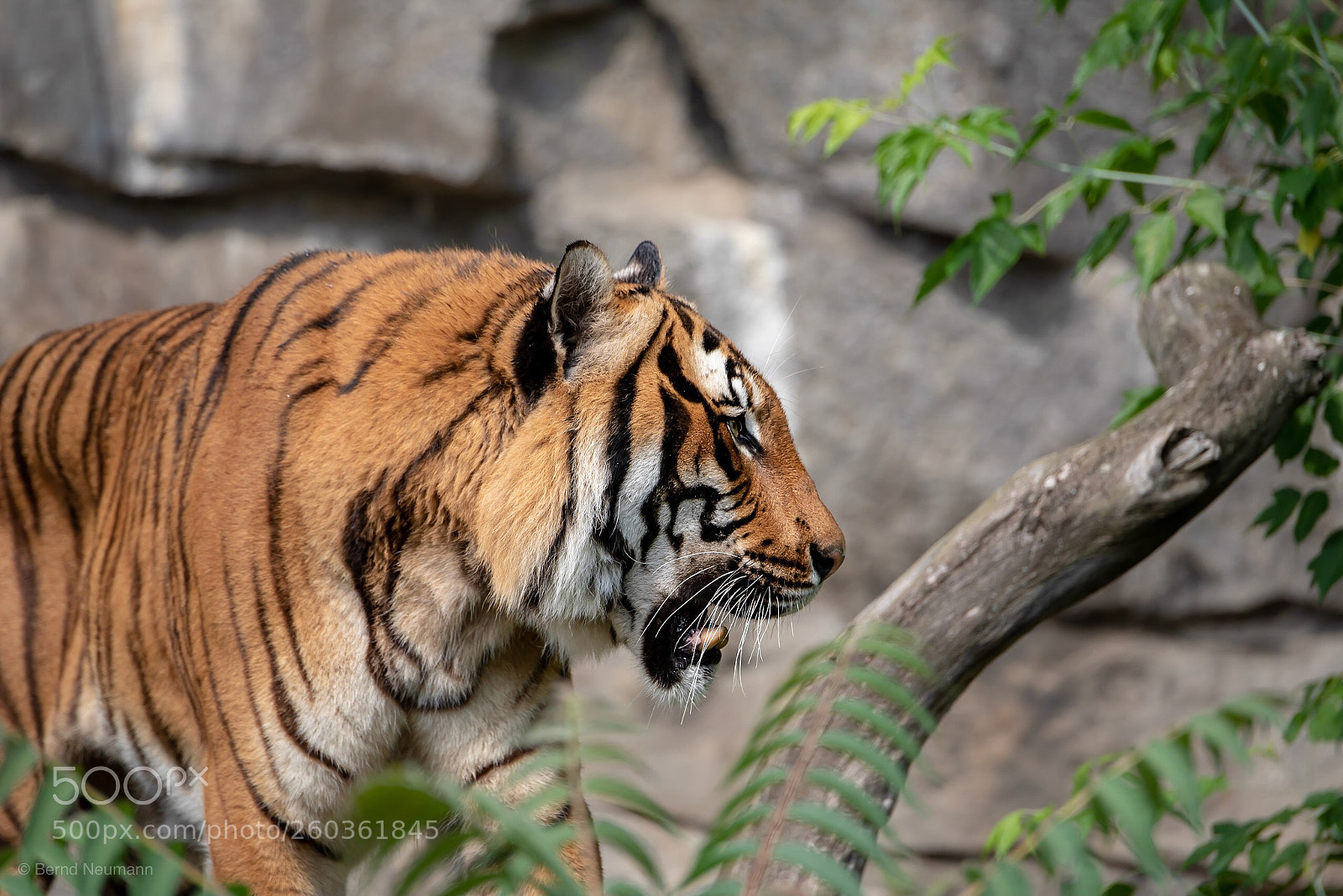 Nikon D750 sample photo. Tiger photography