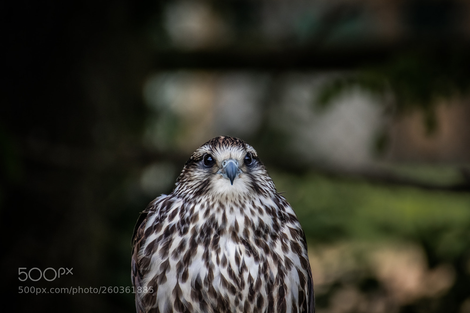 Canon EOS 77D (EOS 9000D / EOS 770D) sample photo. Faucon sacre photography