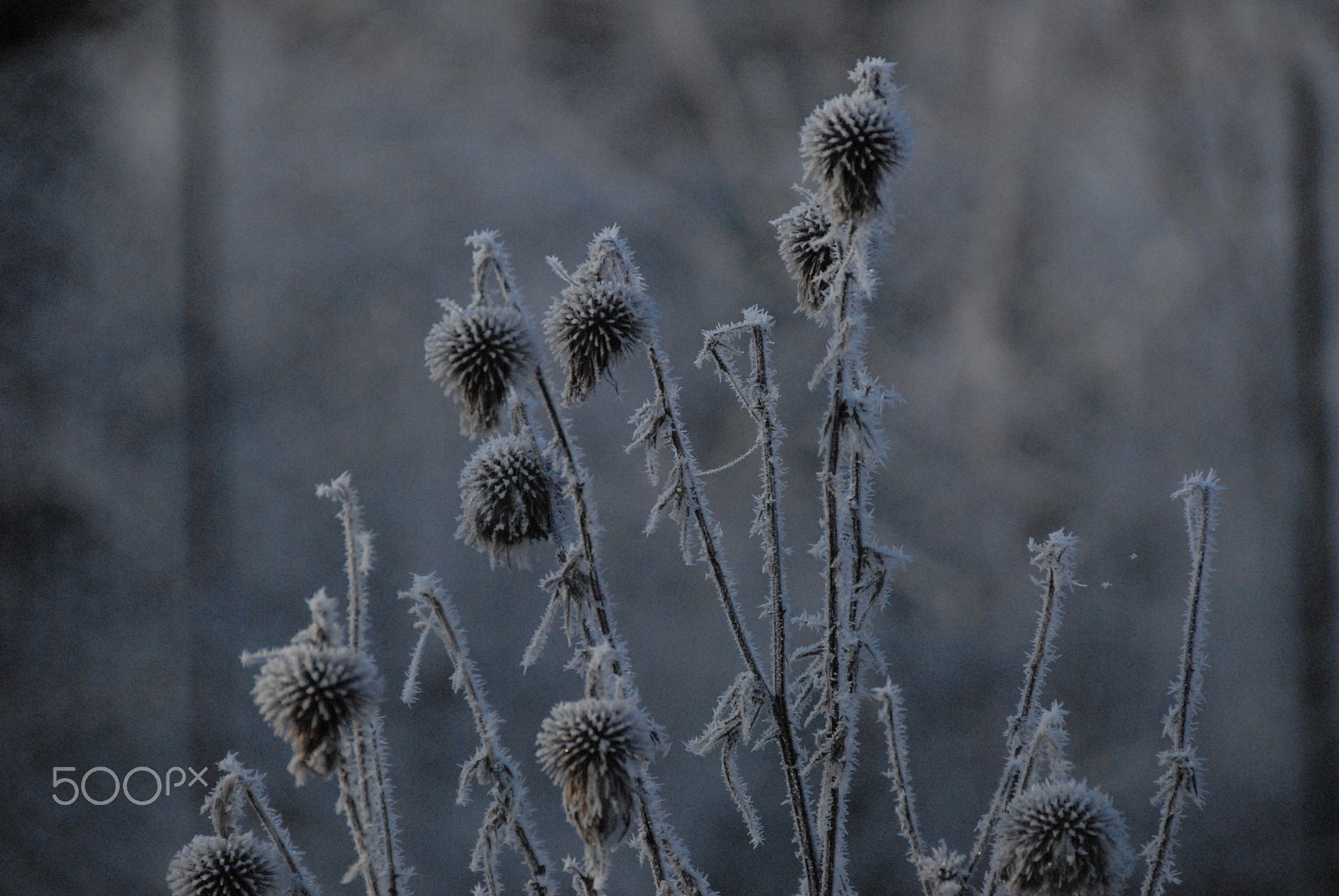 Nikon D200 sample photo. Thistle photography