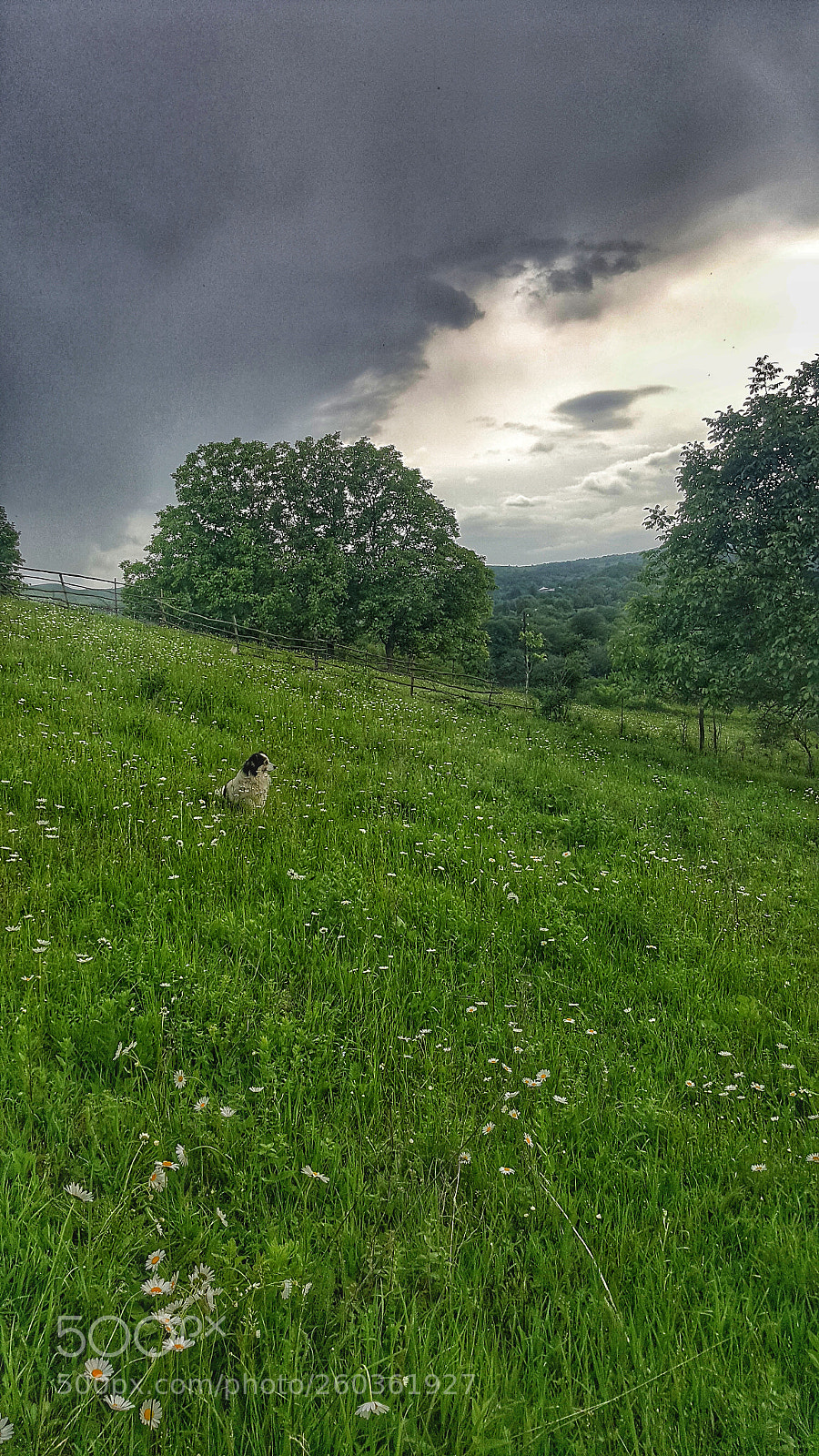 Samsung GALAXY S6 edge sample photo. Untitled photography