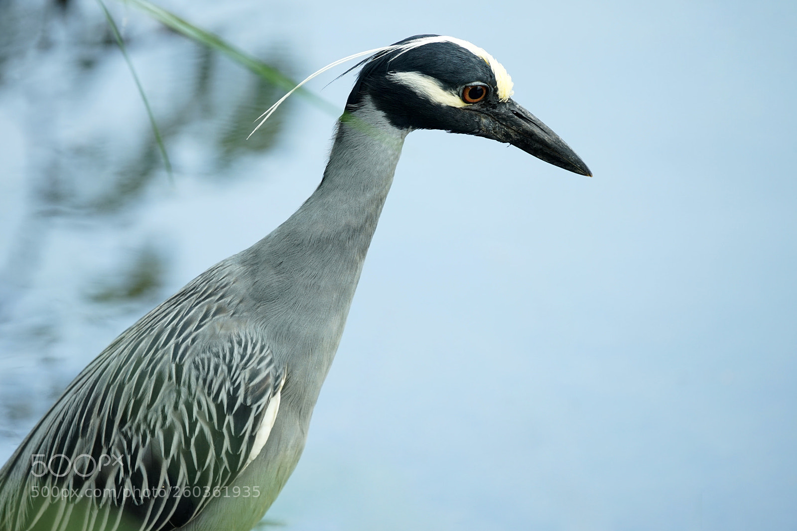 Sony a7 sample photo. Yellow crowned night heron photography