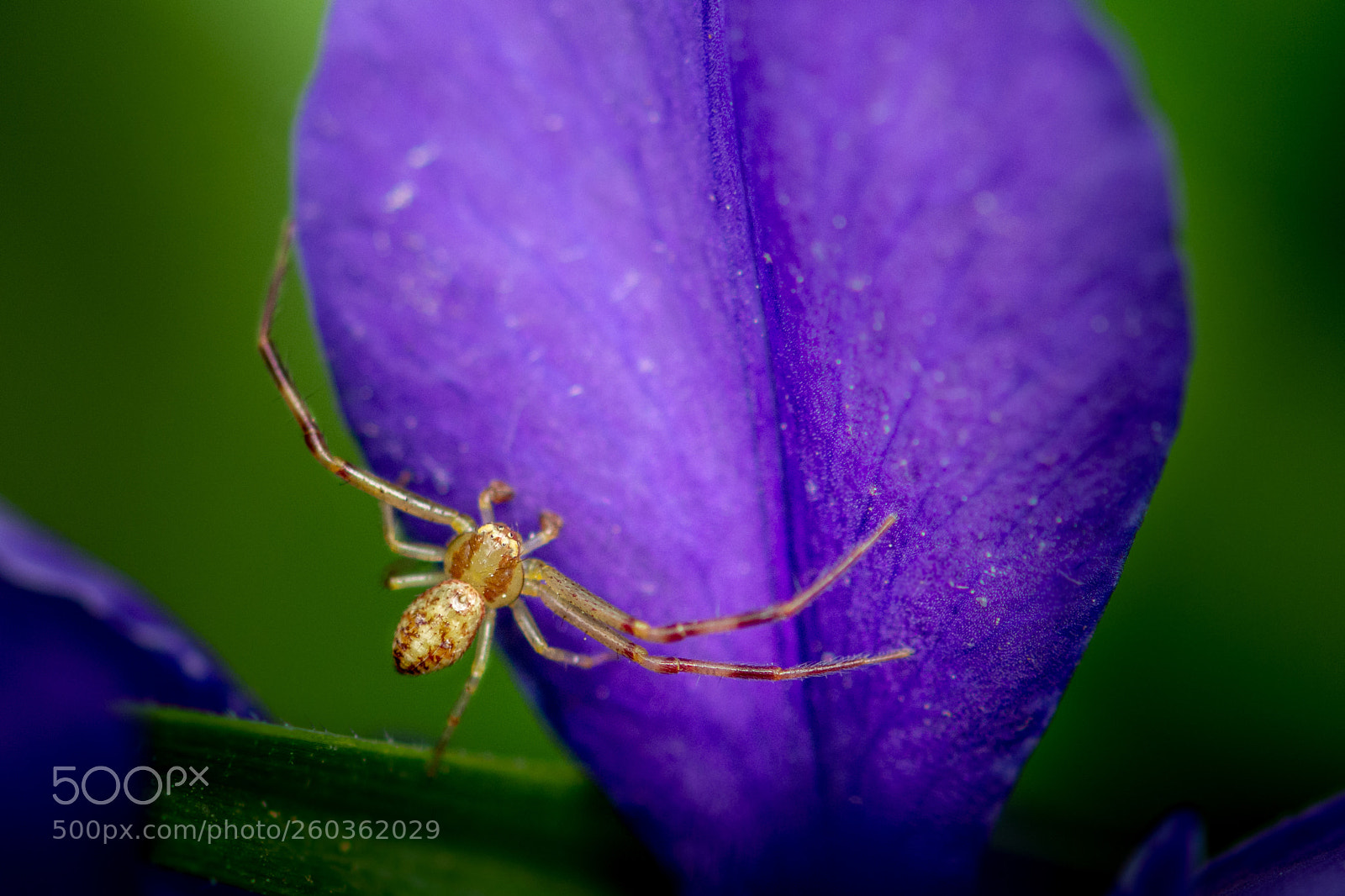 Nikon D7100 sample photo. Crab spider photography