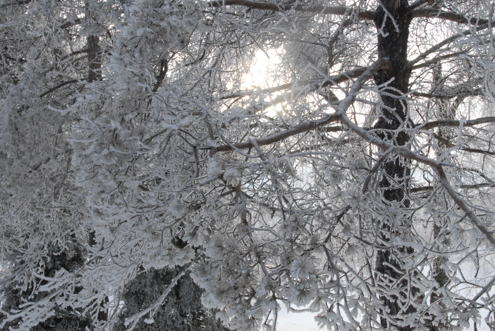 Nikon D200 sample photo. Trees photography