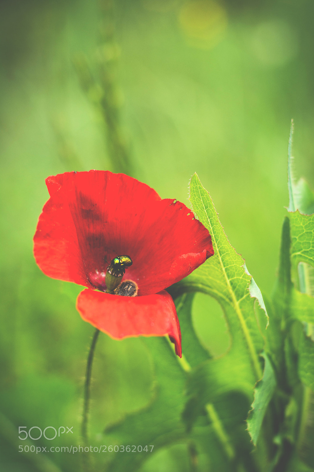 Nikon D7100 sample photo. Poppy and friend photography