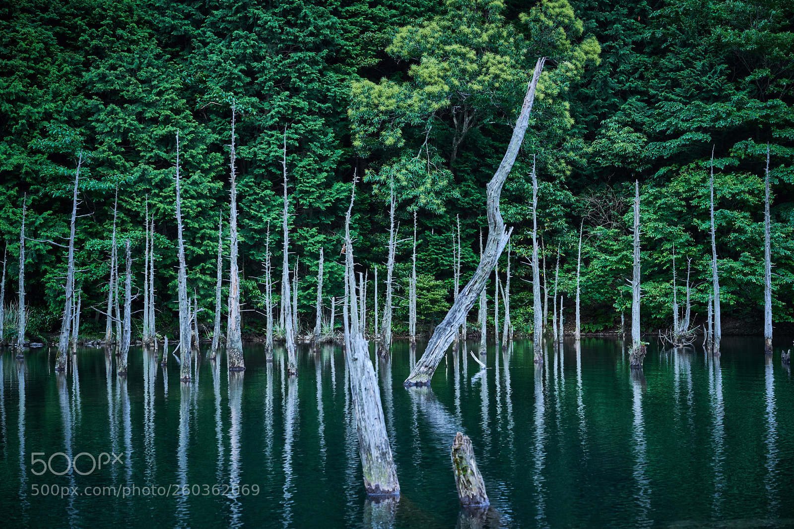 Sony a7R II sample photo. Old lake photography