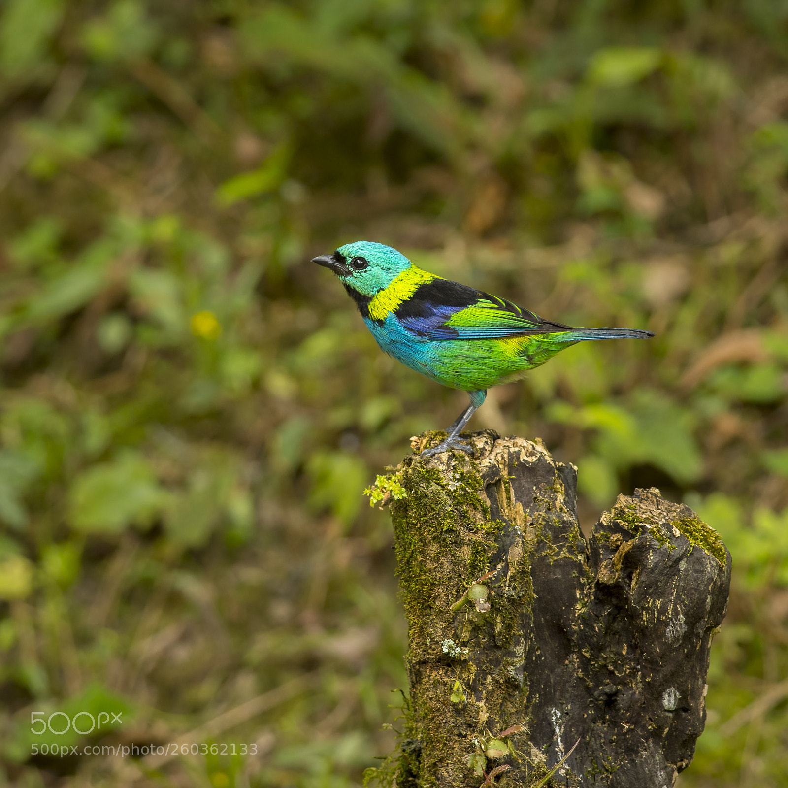 Nikon D7200 sample photo. Green-headed tanager photography