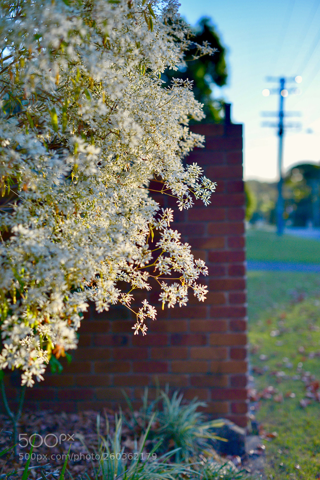 Nikon D800 sample photo. 《autumn in brisbane.》2。 photography