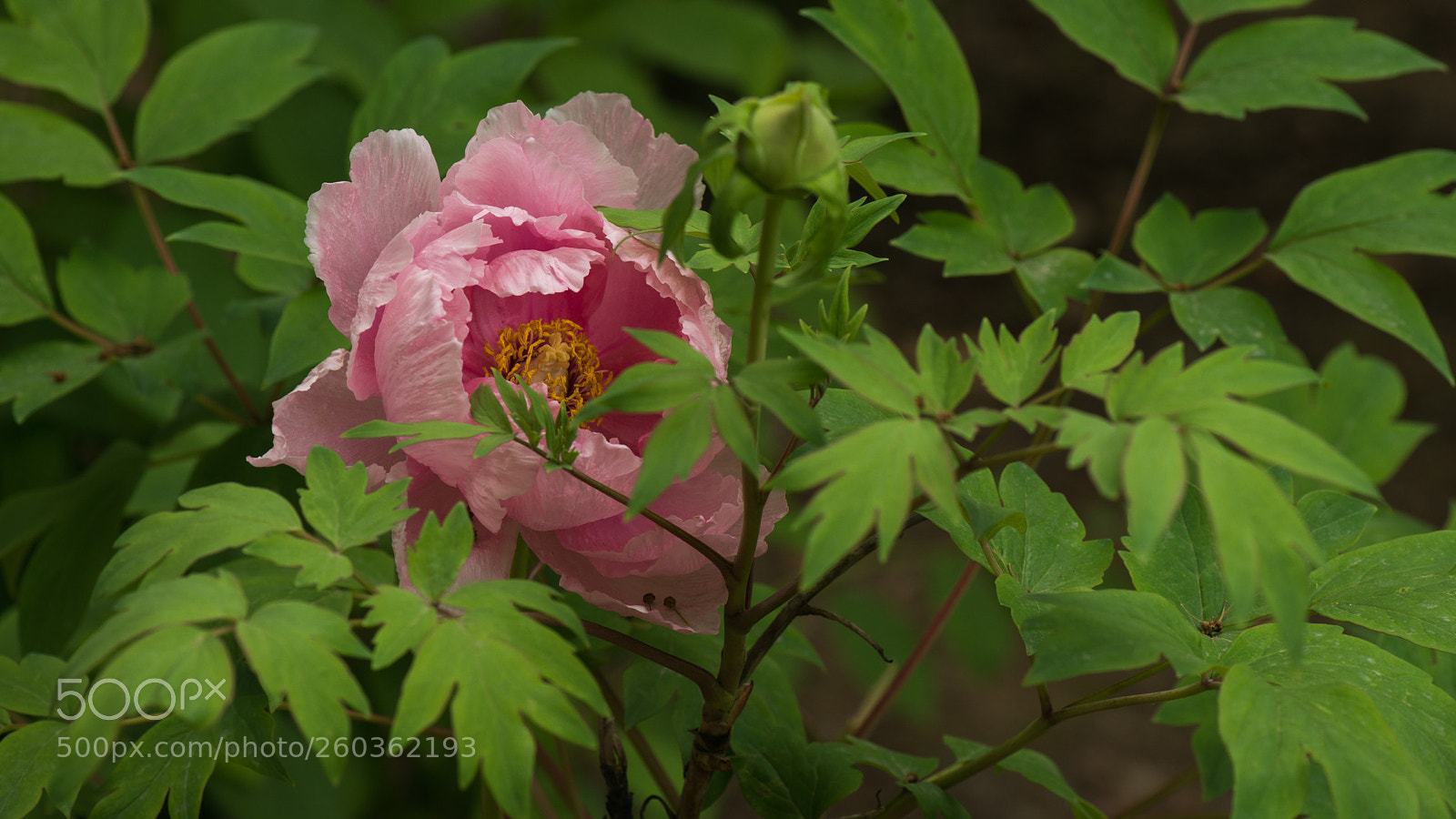 Nikon D800E sample photo. Subshrubby peony flower photography