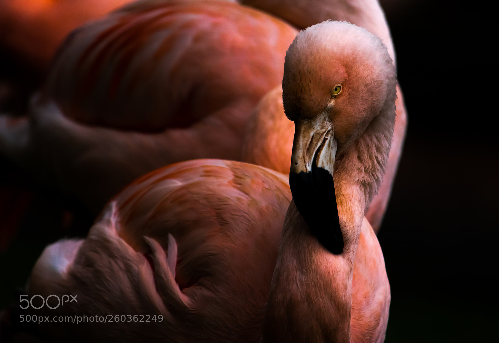Canon EOS 80D sample photo. Flamingo photography