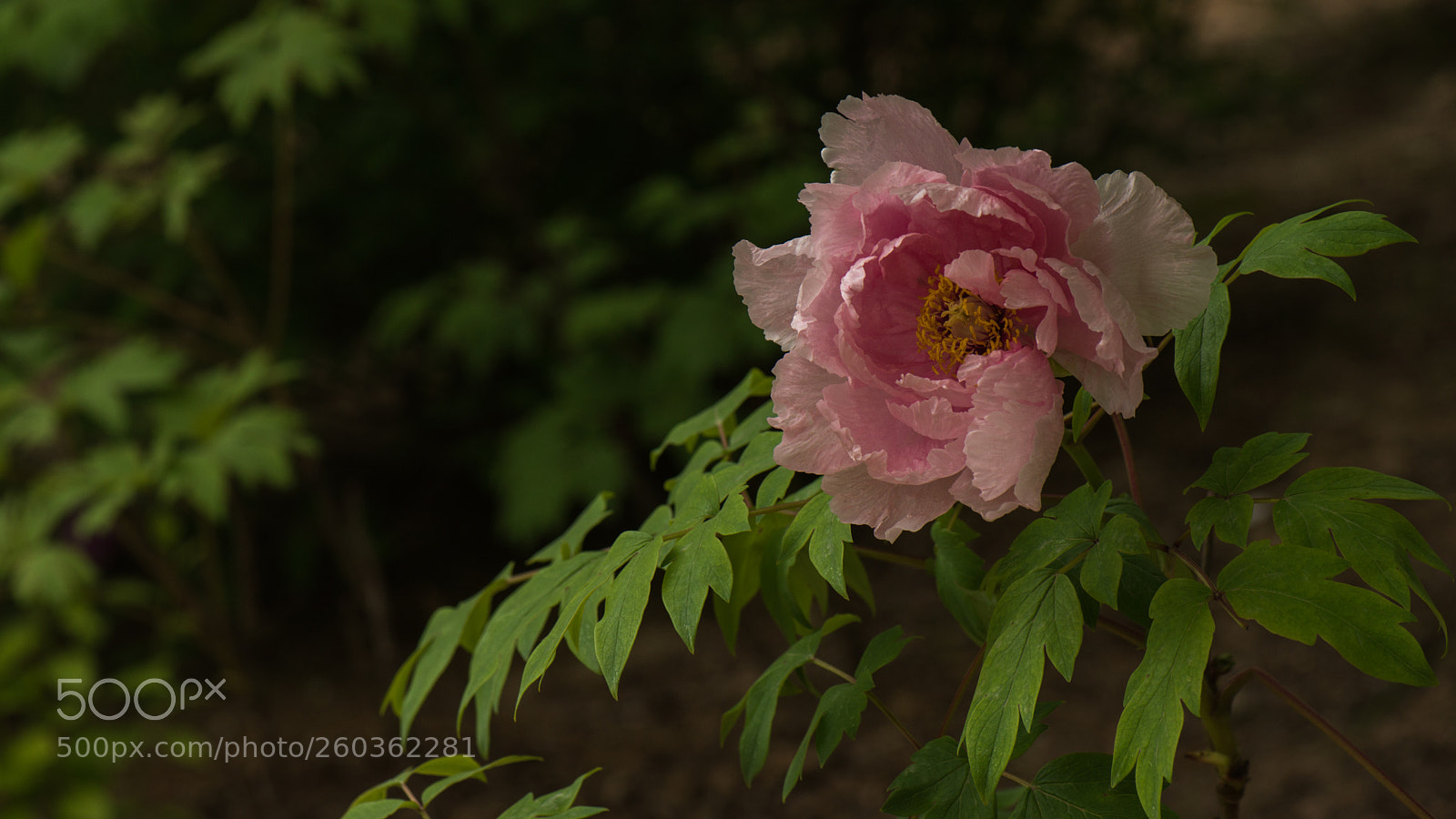 Nikon D800E sample photo. Subshrubby peony flower photography
