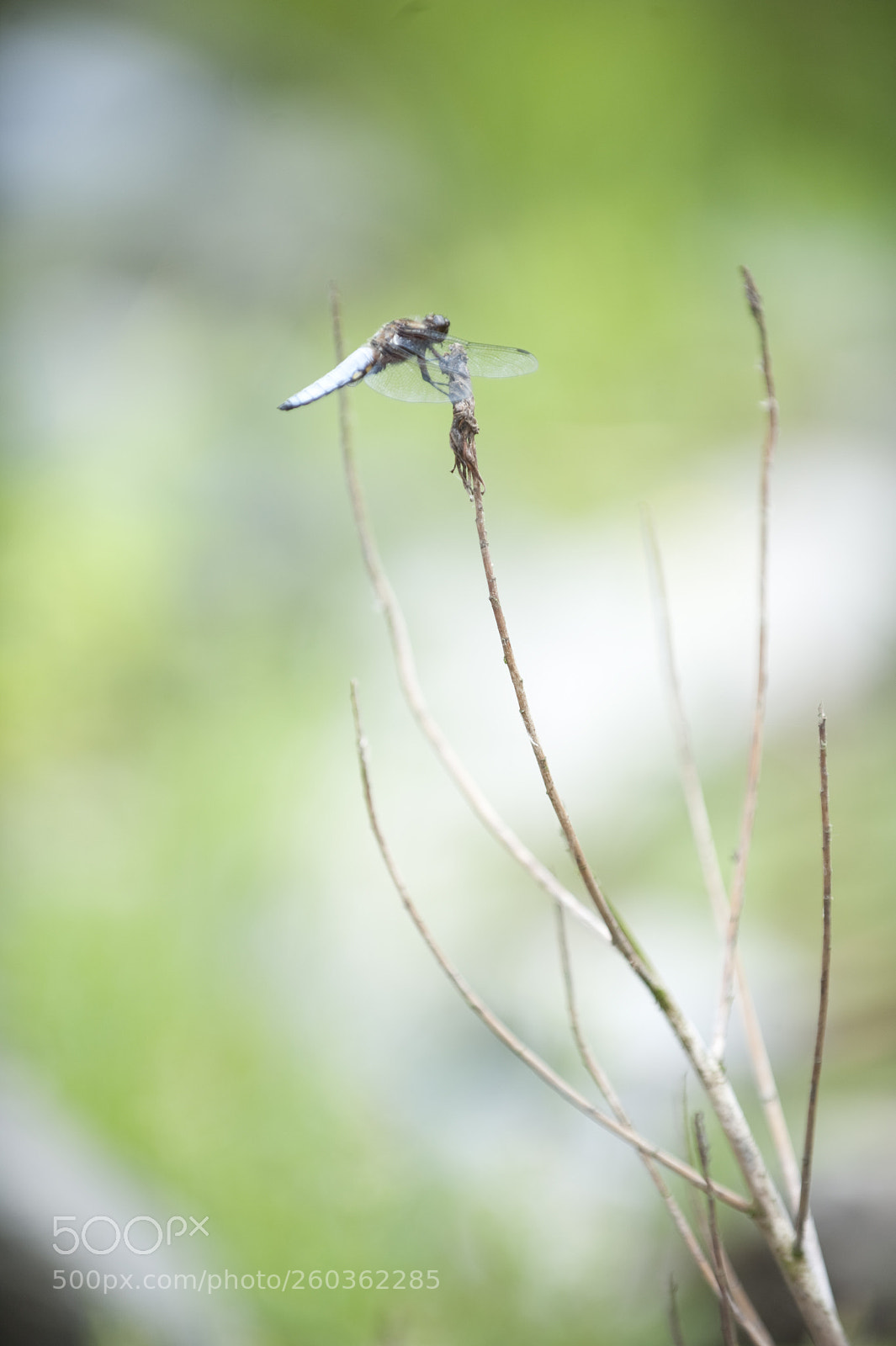 Nikon D3 sample photo. Untitled photography