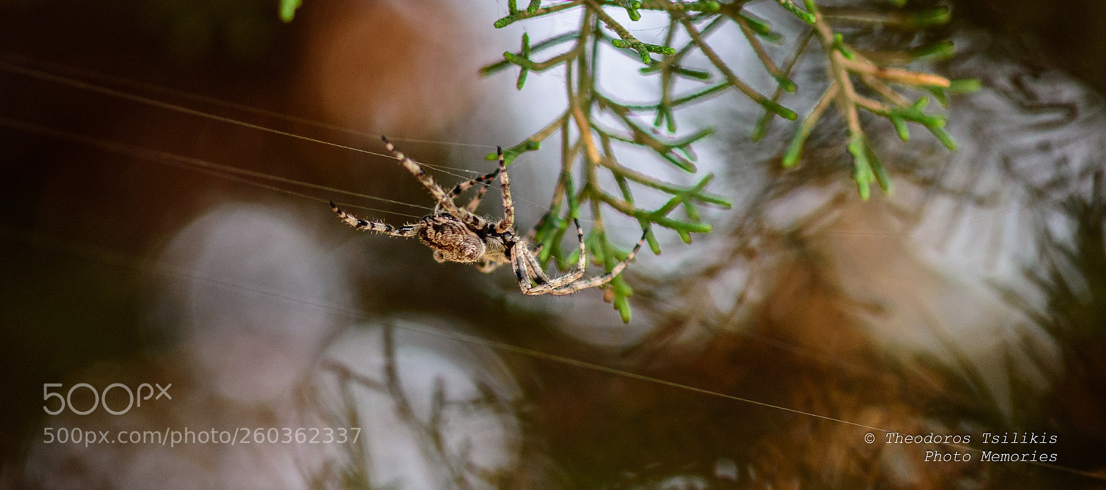 Nikon D7200 sample photo. Hunter on web photography