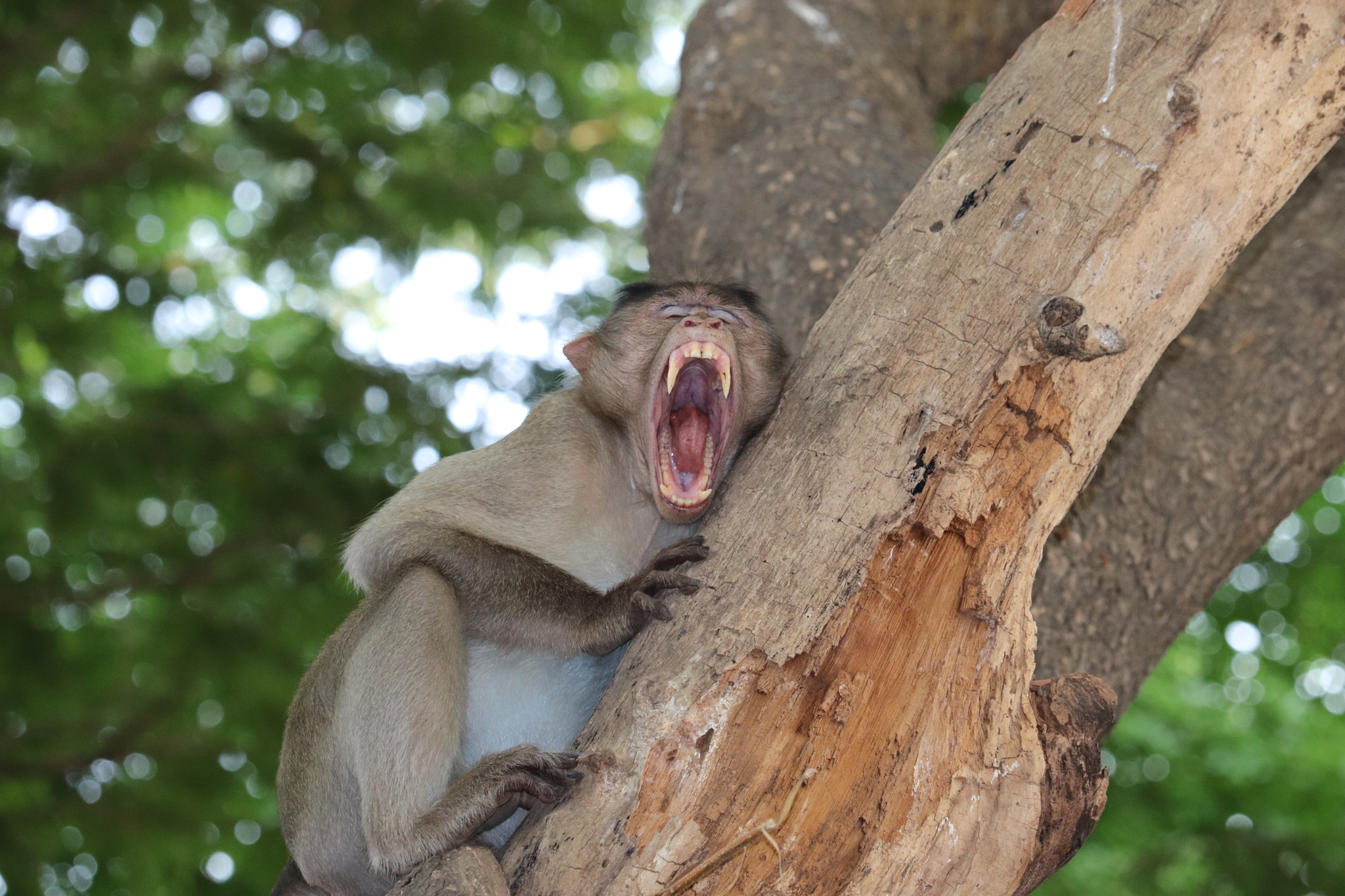 Canon EF-S 55-250mm F4-5.6 IS STM sample photo. Monkey male photography