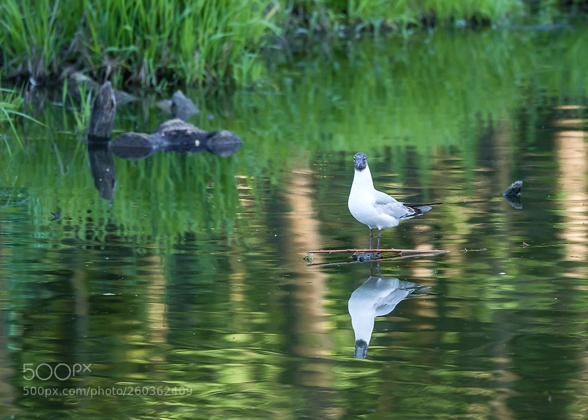 Sony a99 II sample photo. 02658.jpg photography