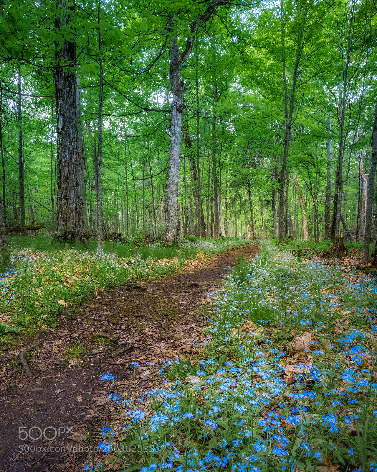 Fujifilm X-T2 sample photo. Spring wildflowers photography
