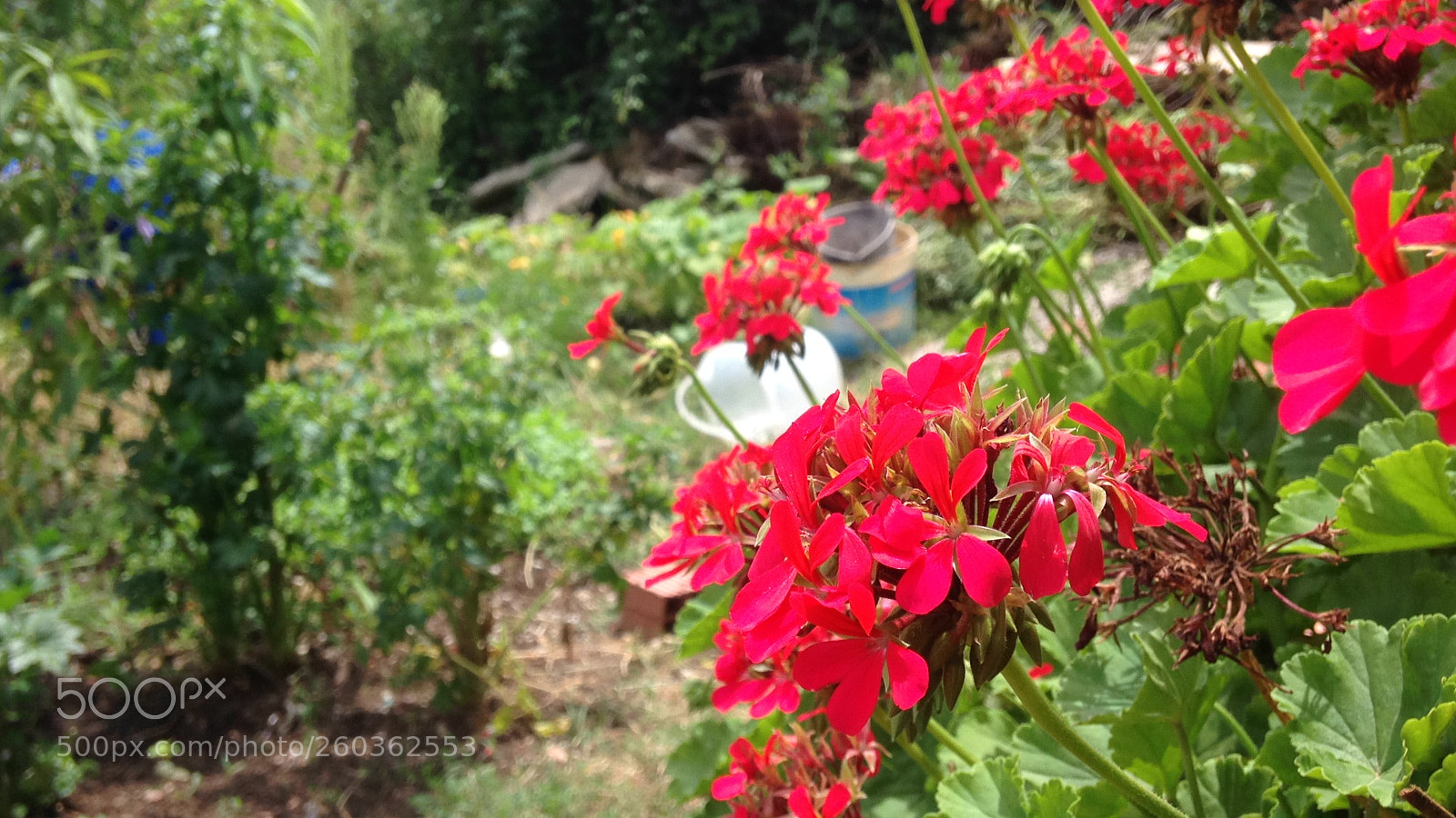 Apple iPhone 5 sample photo. [] photography
