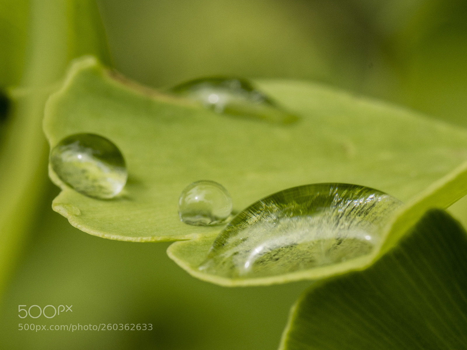 Nikon D500 sample photo. Drops from the rain photography