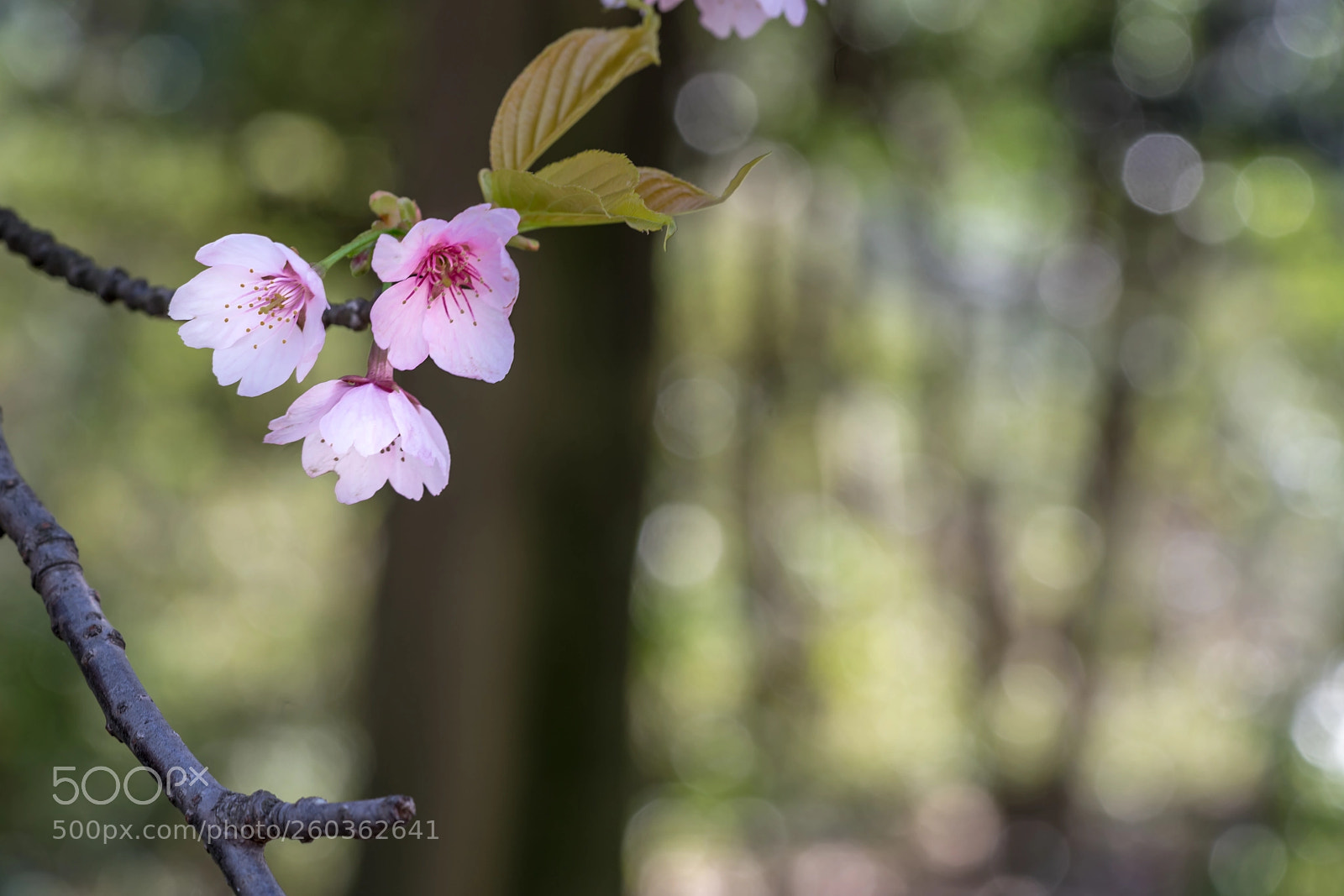 Sony a7R III sample photo. In memory of spring photography