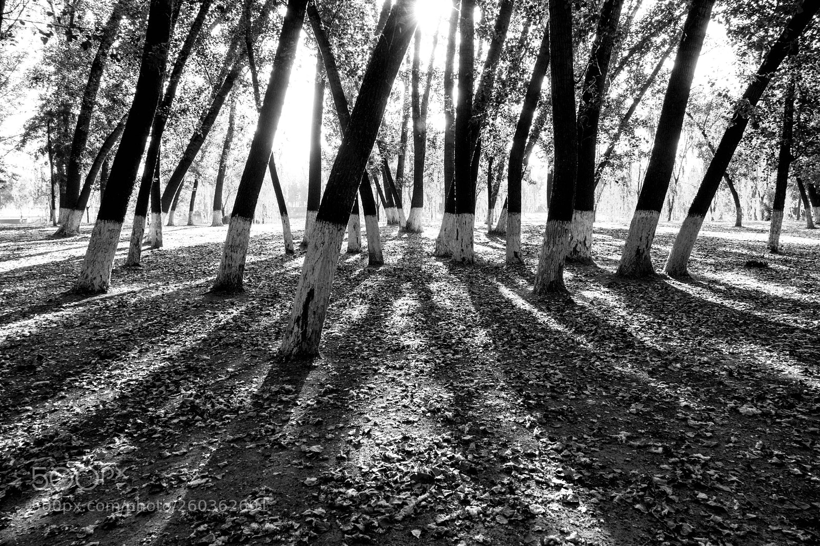 Sony Cyber-shot DSC-RX10 III sample photo. Untitled photography