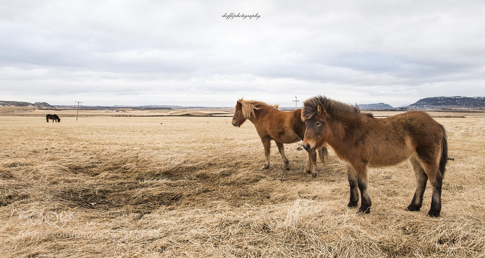 Nikon D610 sample photo. Horses photography