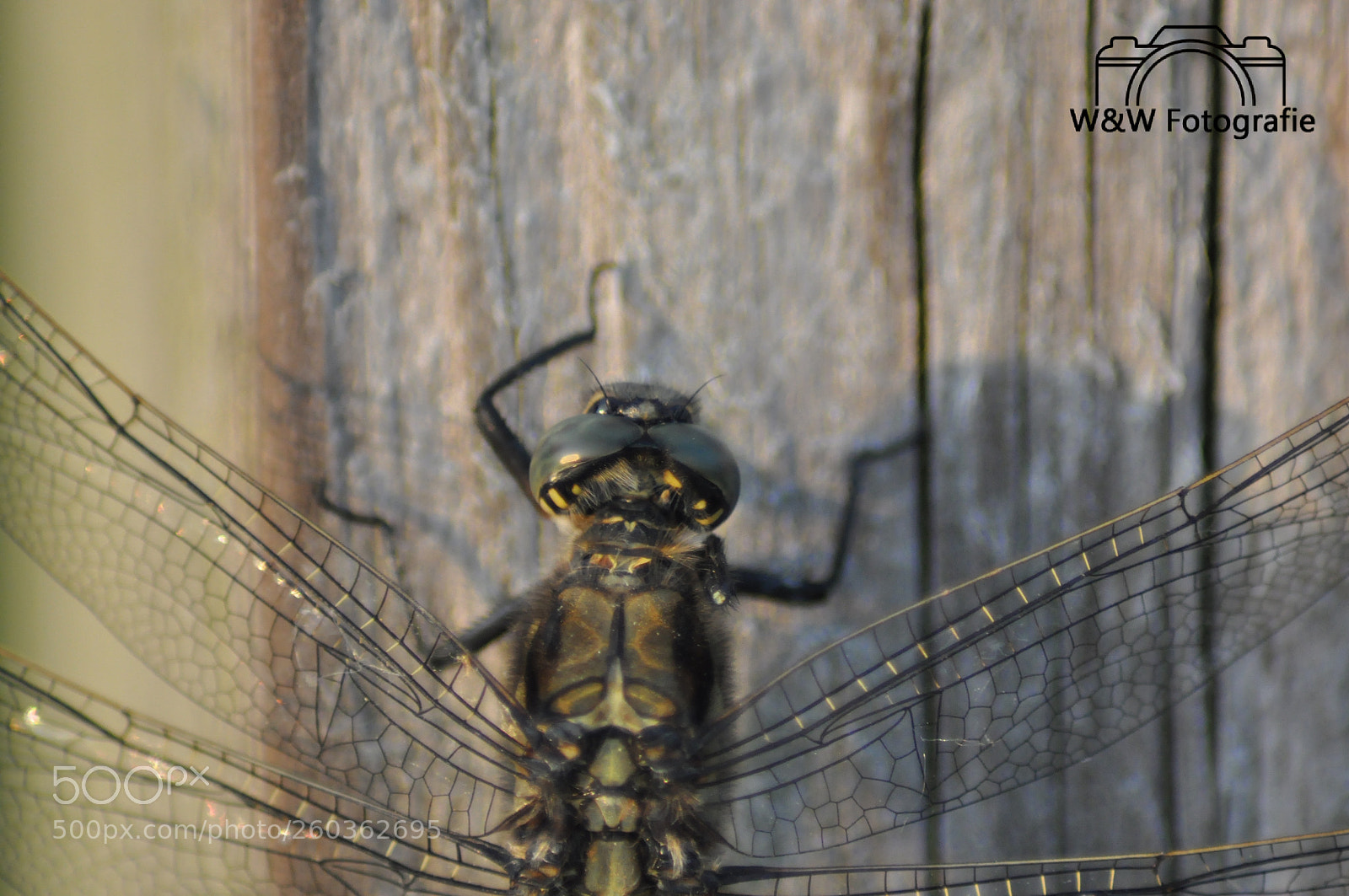 Nikon D90 sample photo. Untitled photography
