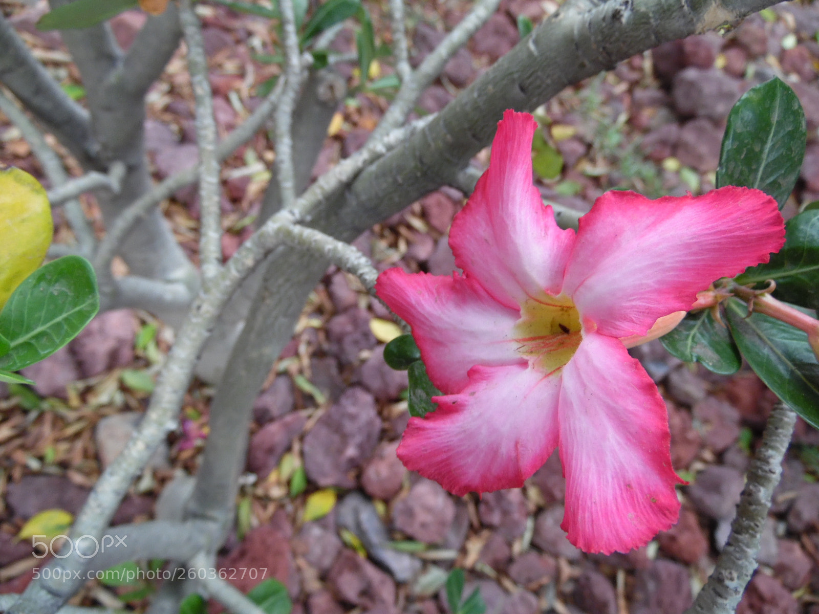 Samsung WB1100F/WB1101F/WB1102F sample photo. Strong on the world photography