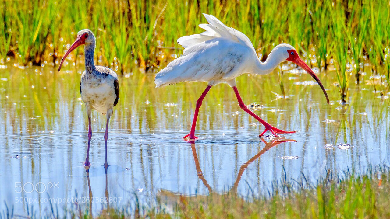 Fujifilm X-T2 sample photo. “young and mature ibis” photography