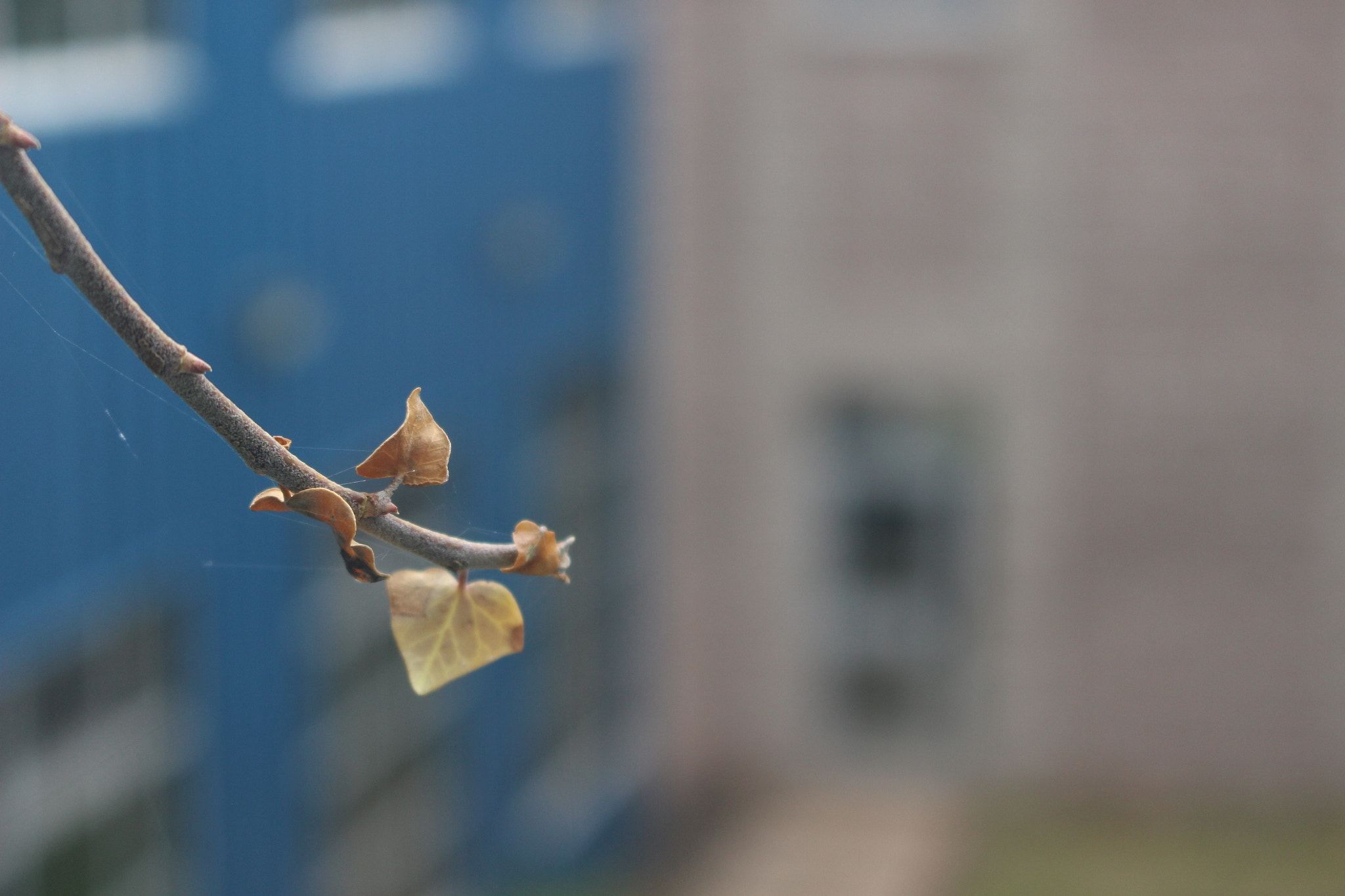 Canon EOS 100D (EOS Rebel SL1 / EOS Kiss X7) sample photo. Leaf me alone photography