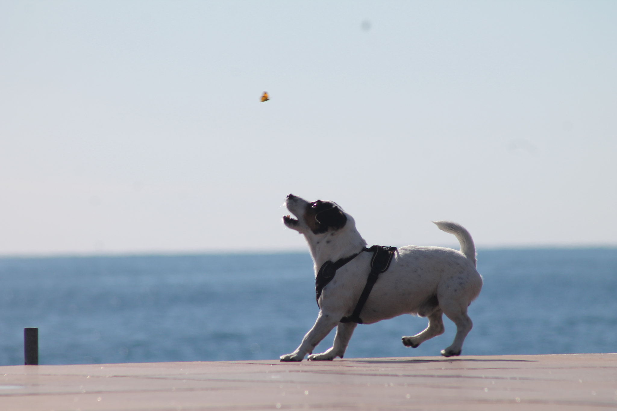 Canon EF 75-300mm f/4-5.6 sample photo. Il cacciatore di farfalle photography