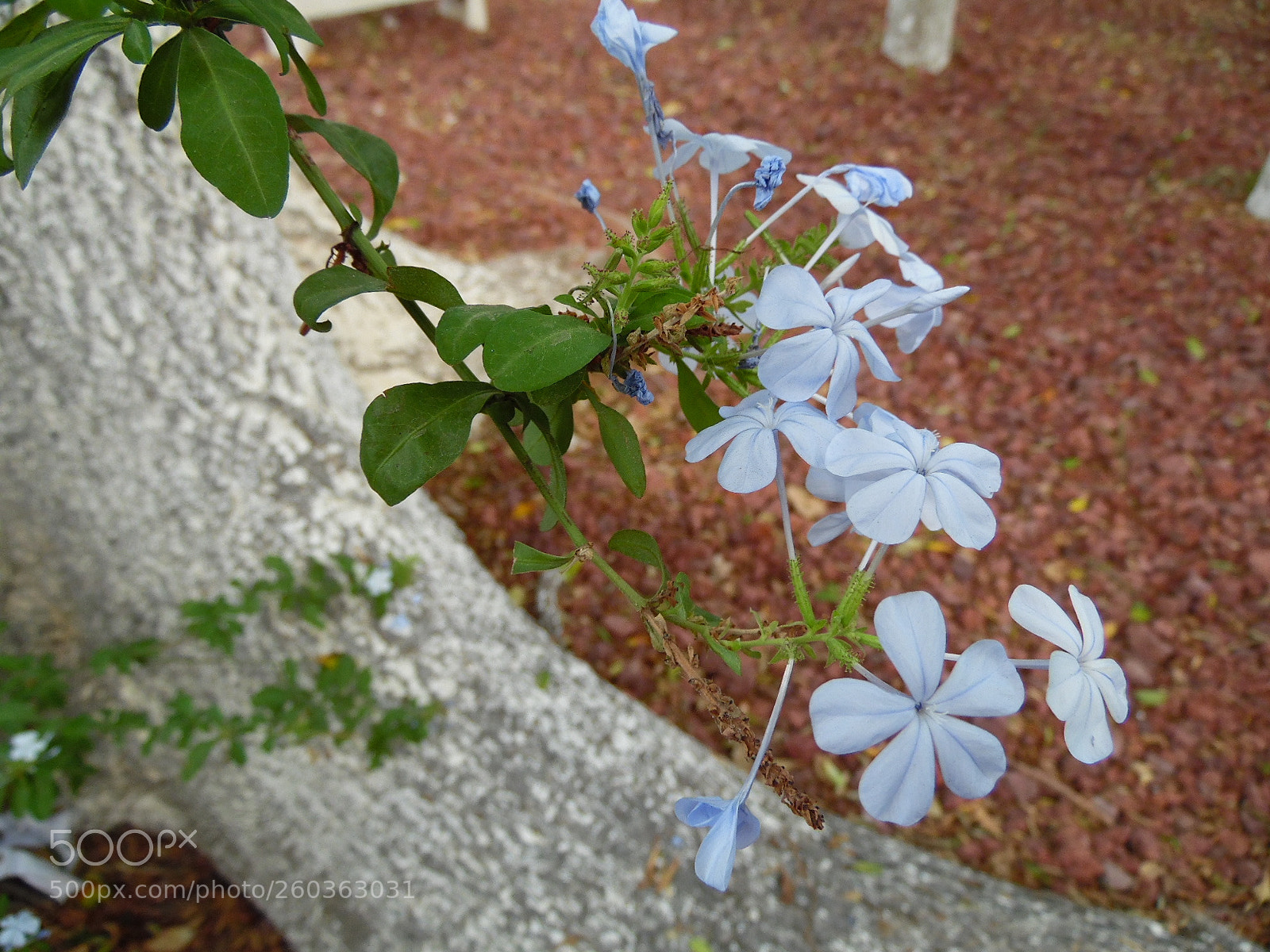 Samsung WB1100F/WB1101F/WB1102F sample photo. Other perspective photography