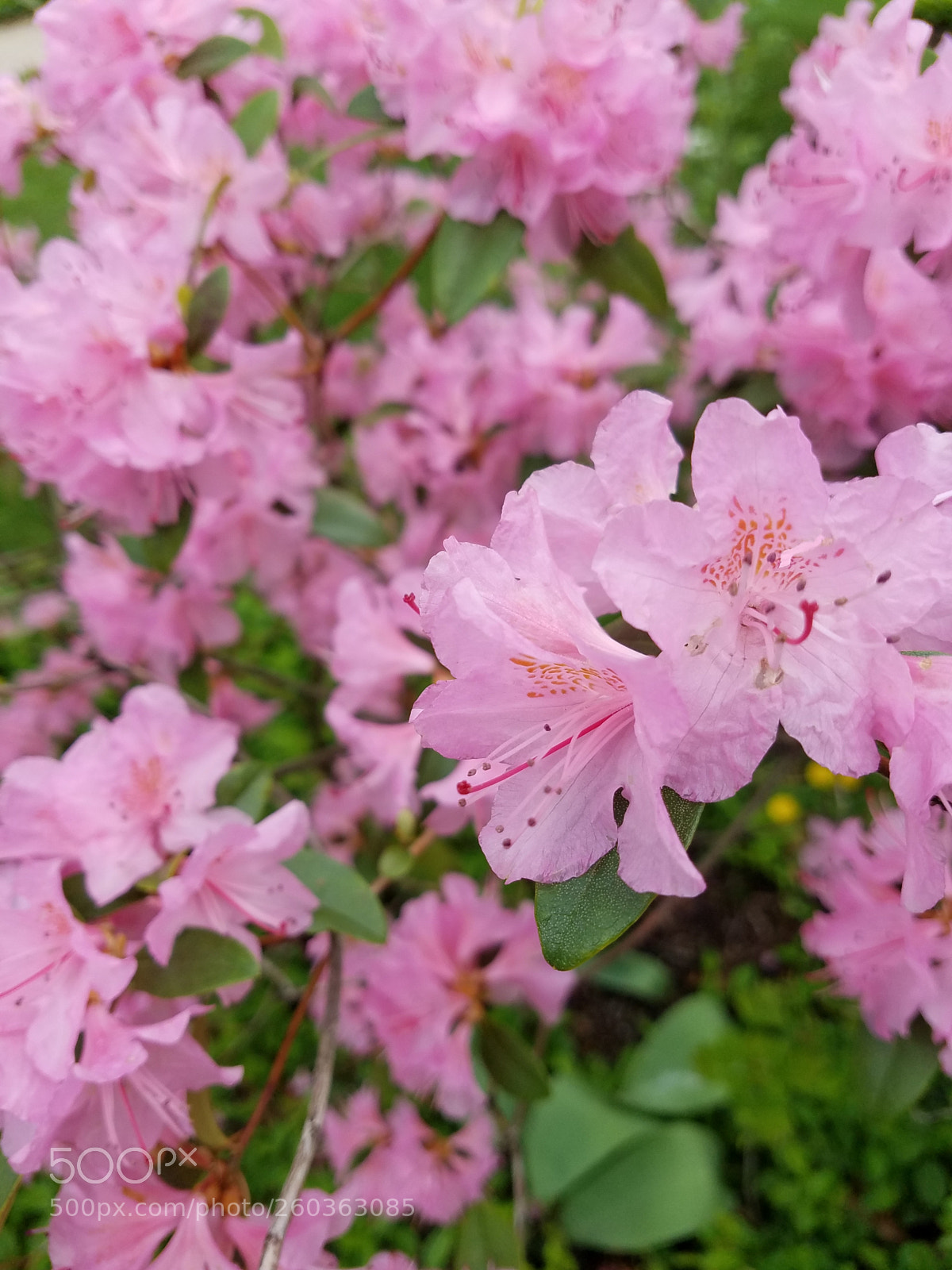 Samsung Galaxy S7 sample photo. Pink azaleas photography