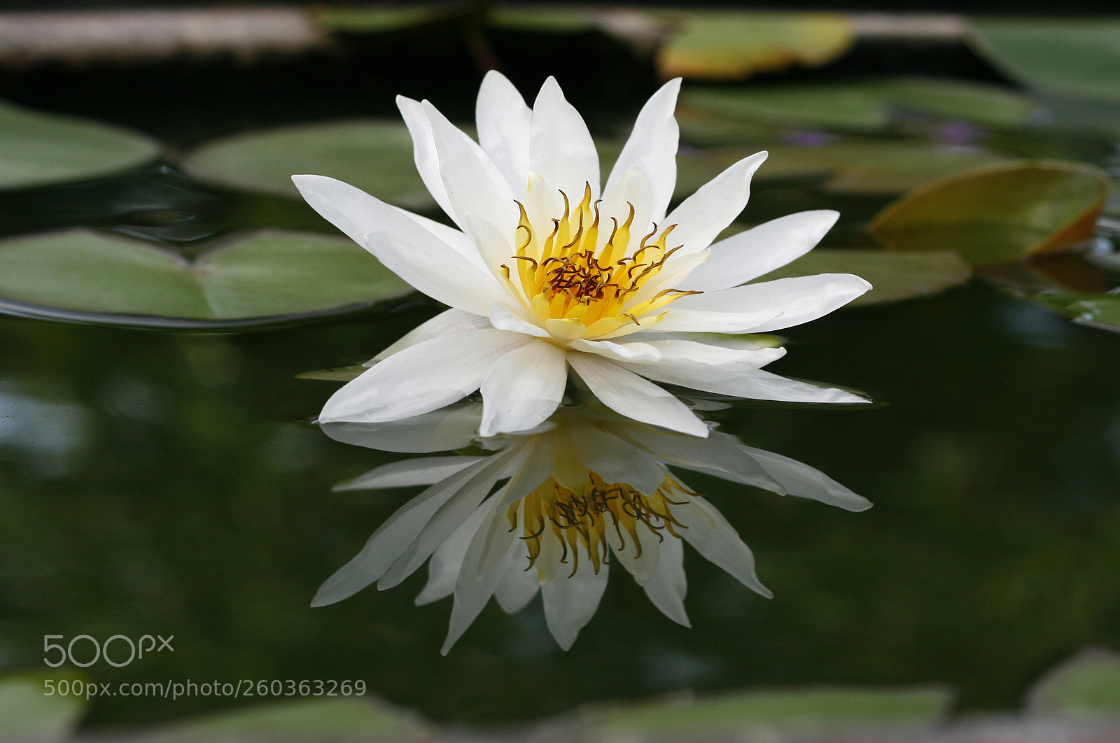Canon EOS 400D (EOS Digital Rebel XTi / EOS Kiss Digital X) sample photo. Beautiful white lotus in photography