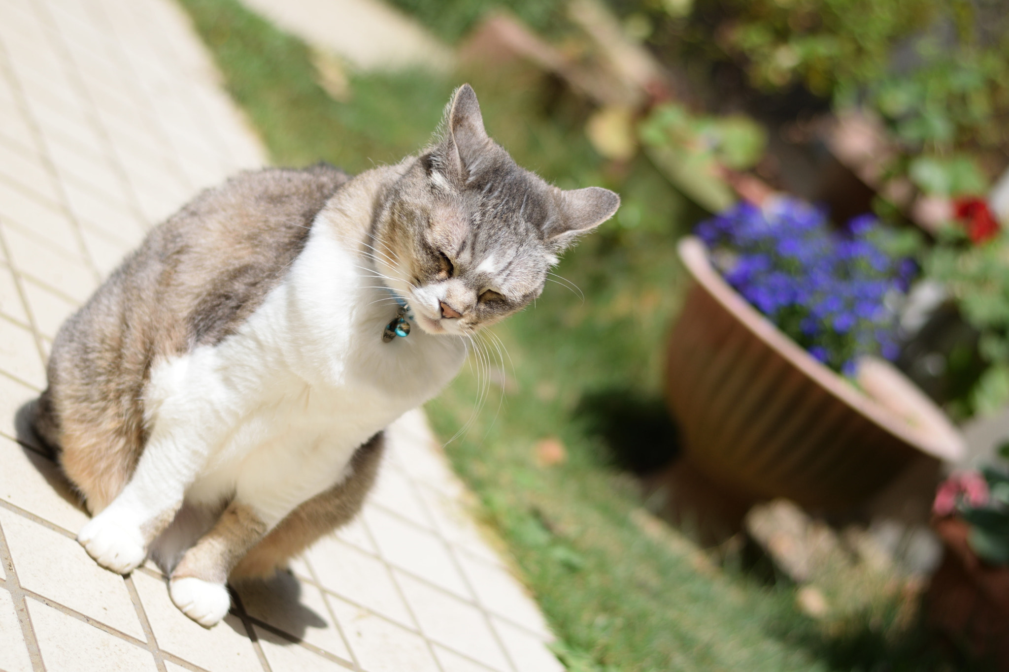 Nikon AF-S Nikkor 50mm F1.8G sample photo. My cat 4 photography