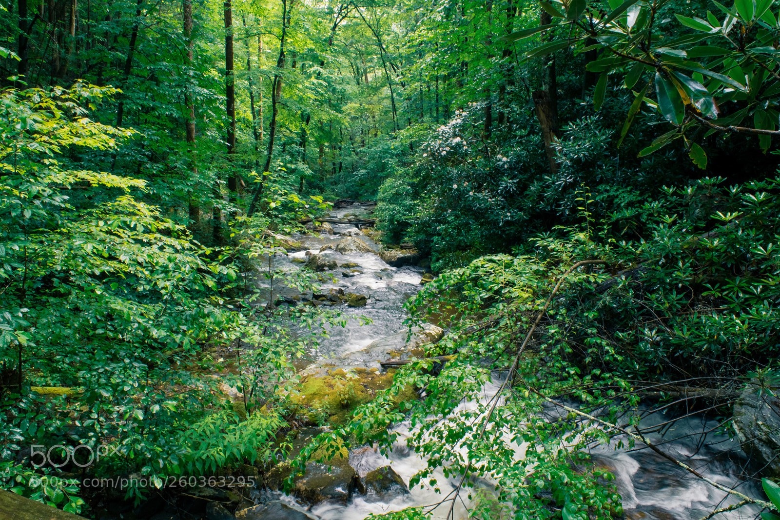 Nikon D3300 sample photo. The stream photography