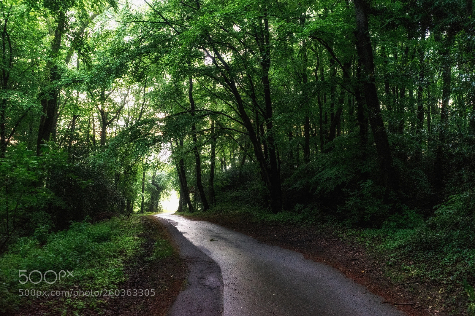 Sony a7 II sample photo. Frankholzhäuschen walk photography