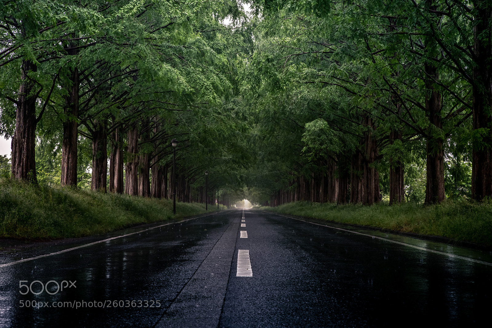 Nikon D850 sample photo. Tree-lined street photography