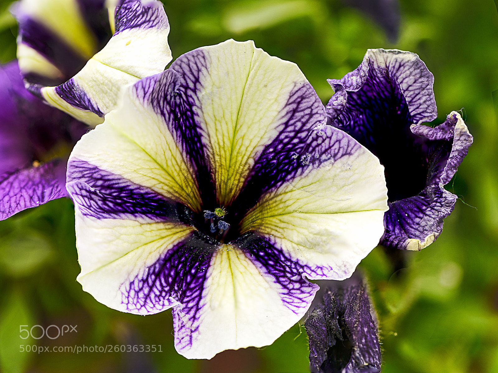 Nikon D810 sample photo. Petunia violeta photography