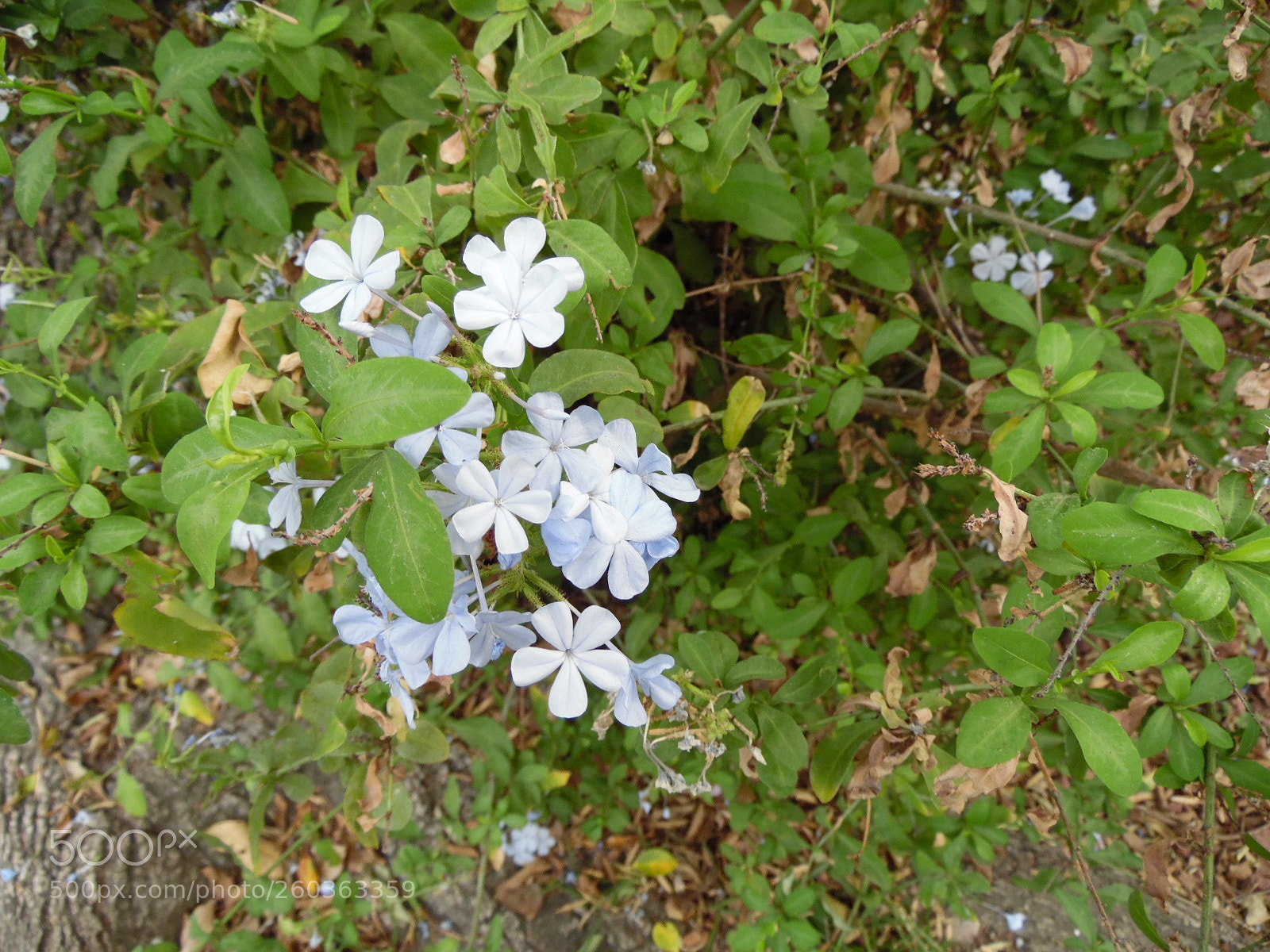 Samsung WB1100F/WB1101F/WB1102F sample photo. And more photography