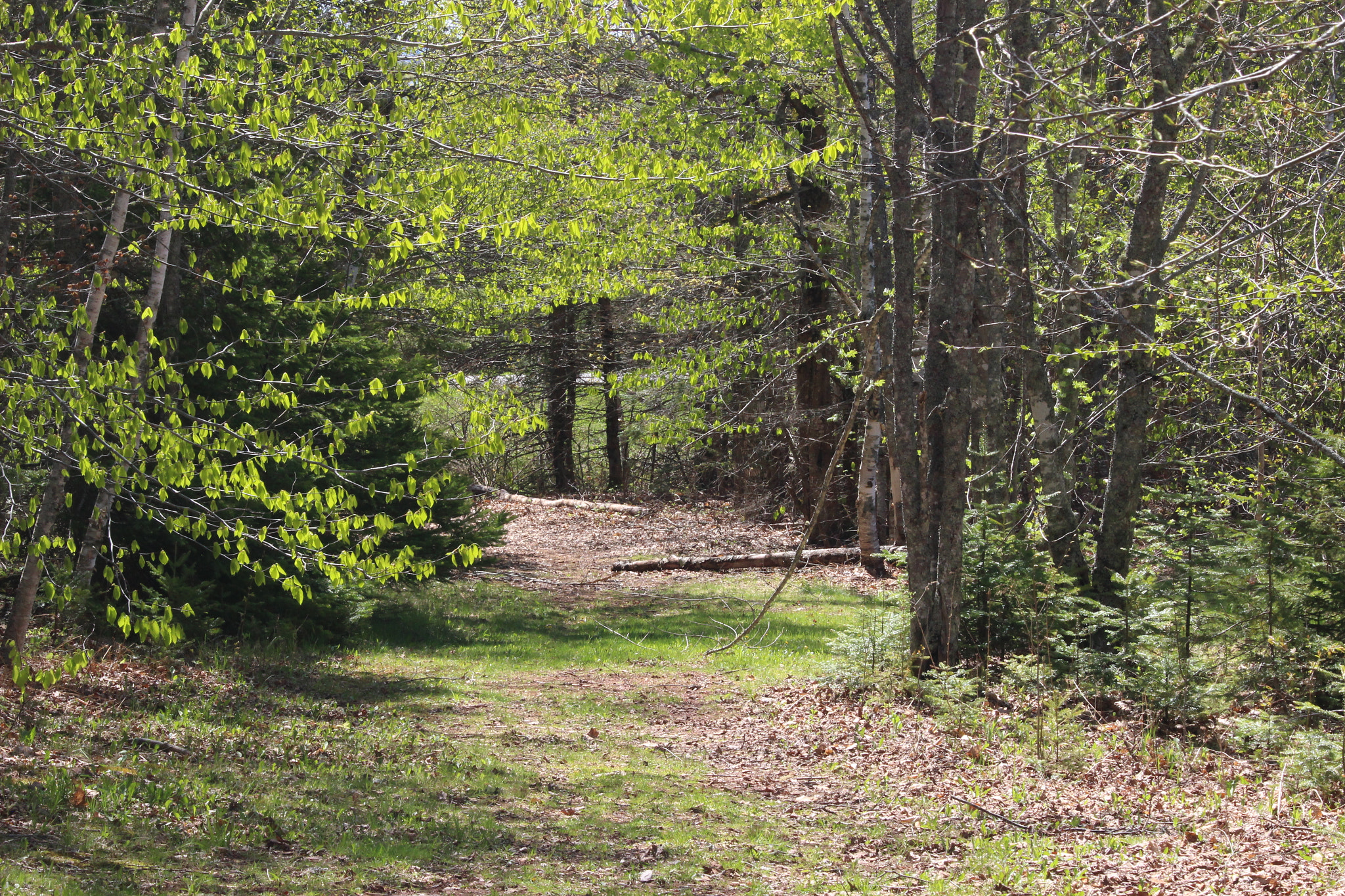 Canon EF-S 55-250mm F4-5.6 IS STM sample photo. "parking lot grove" photography