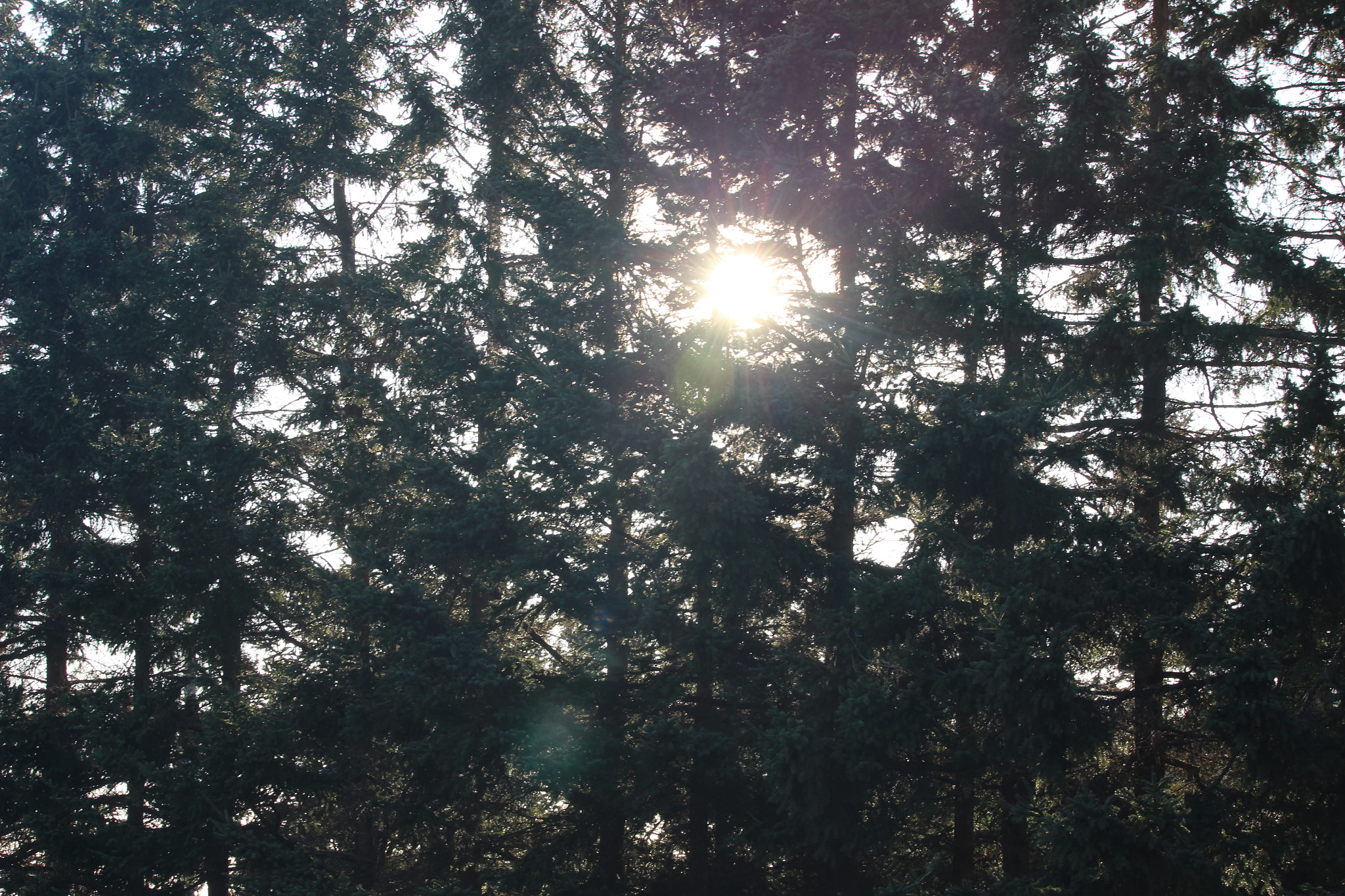 Canon EF-S 55-250mm F4-5.6 IS STM sample photo. "sunlight" photography