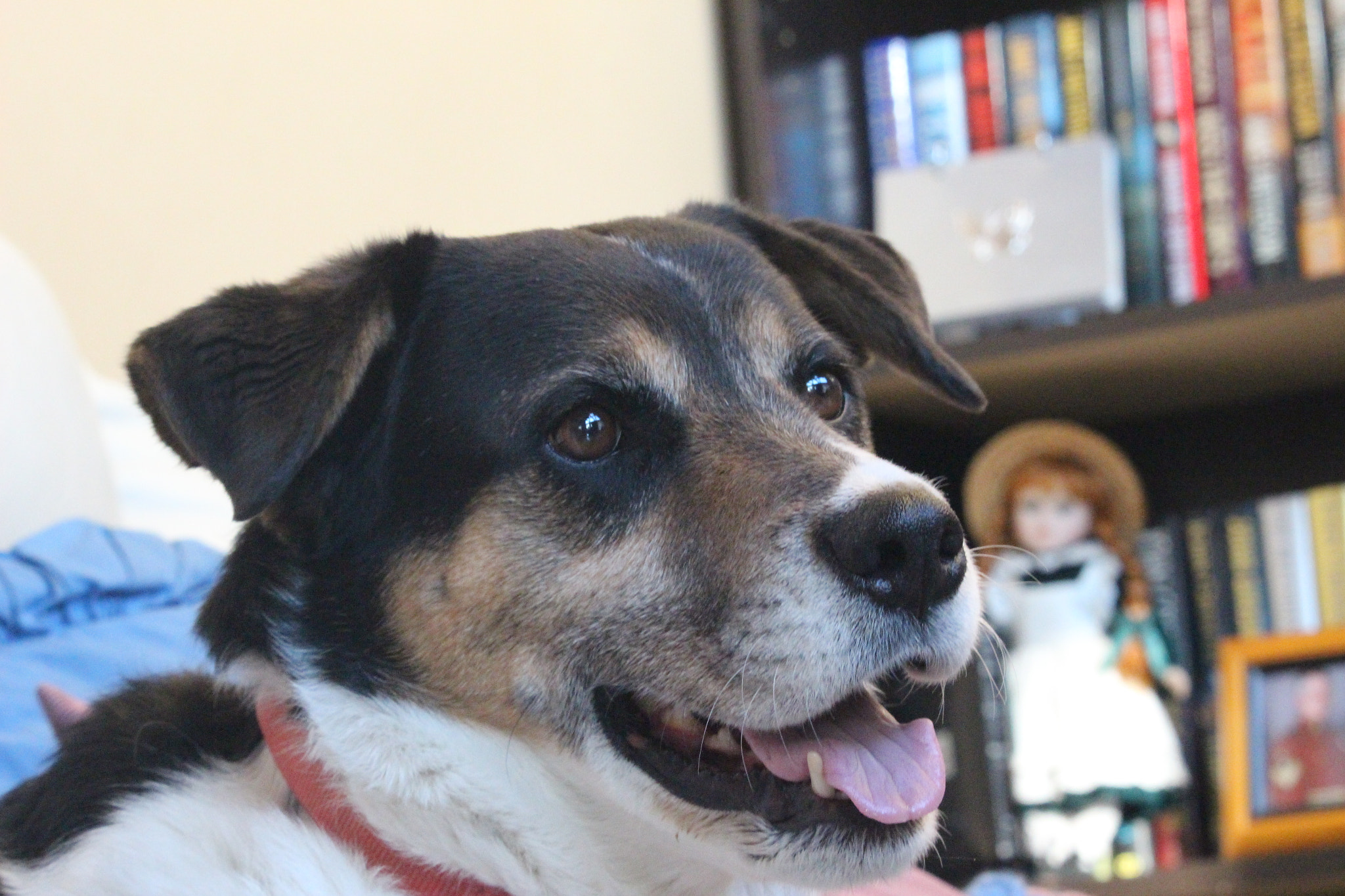 Canon EF-S 55-250mm F4-5.6 IS STM sample photo. "happy doggo" photography