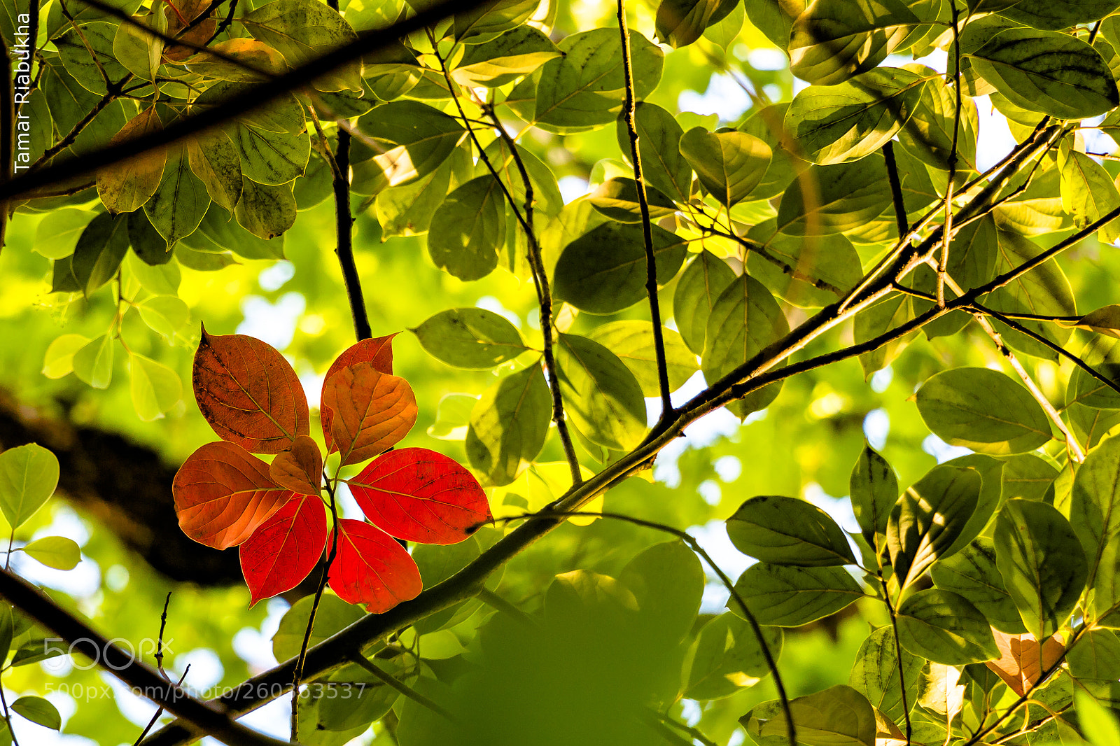 Canon EOS 750D (EOS Rebel T6i / EOS Kiss X8i) sample photo. Difference photography