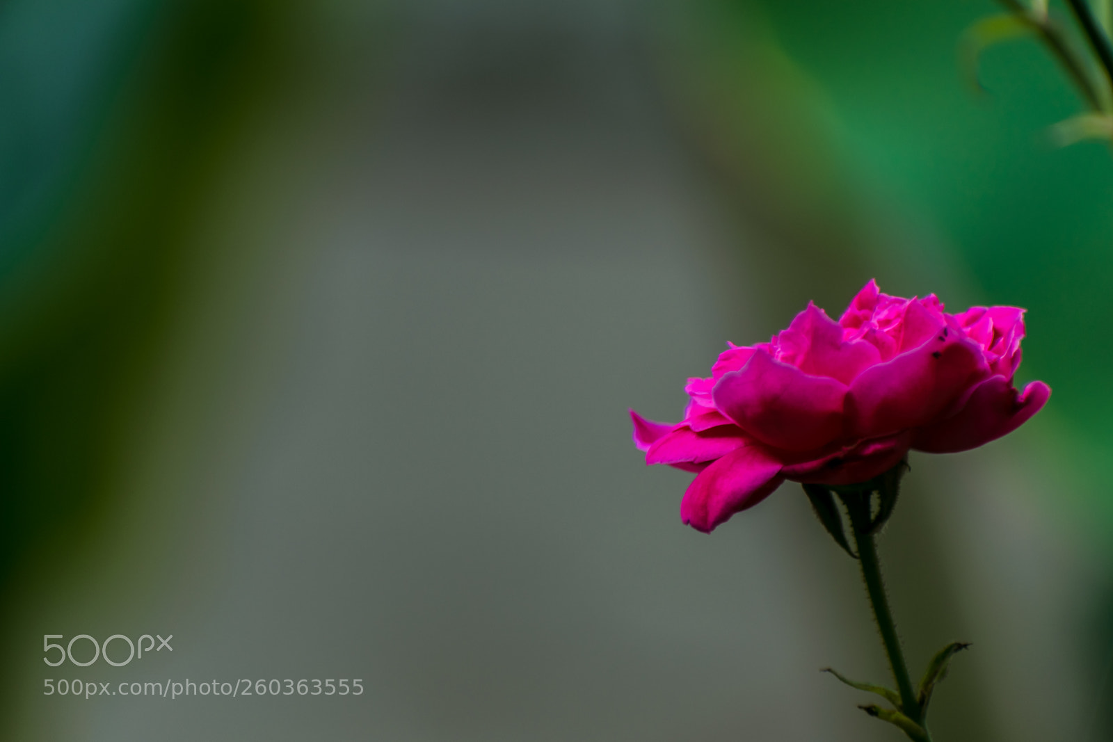 Nikon D5300 sample photo. Pink rose photography